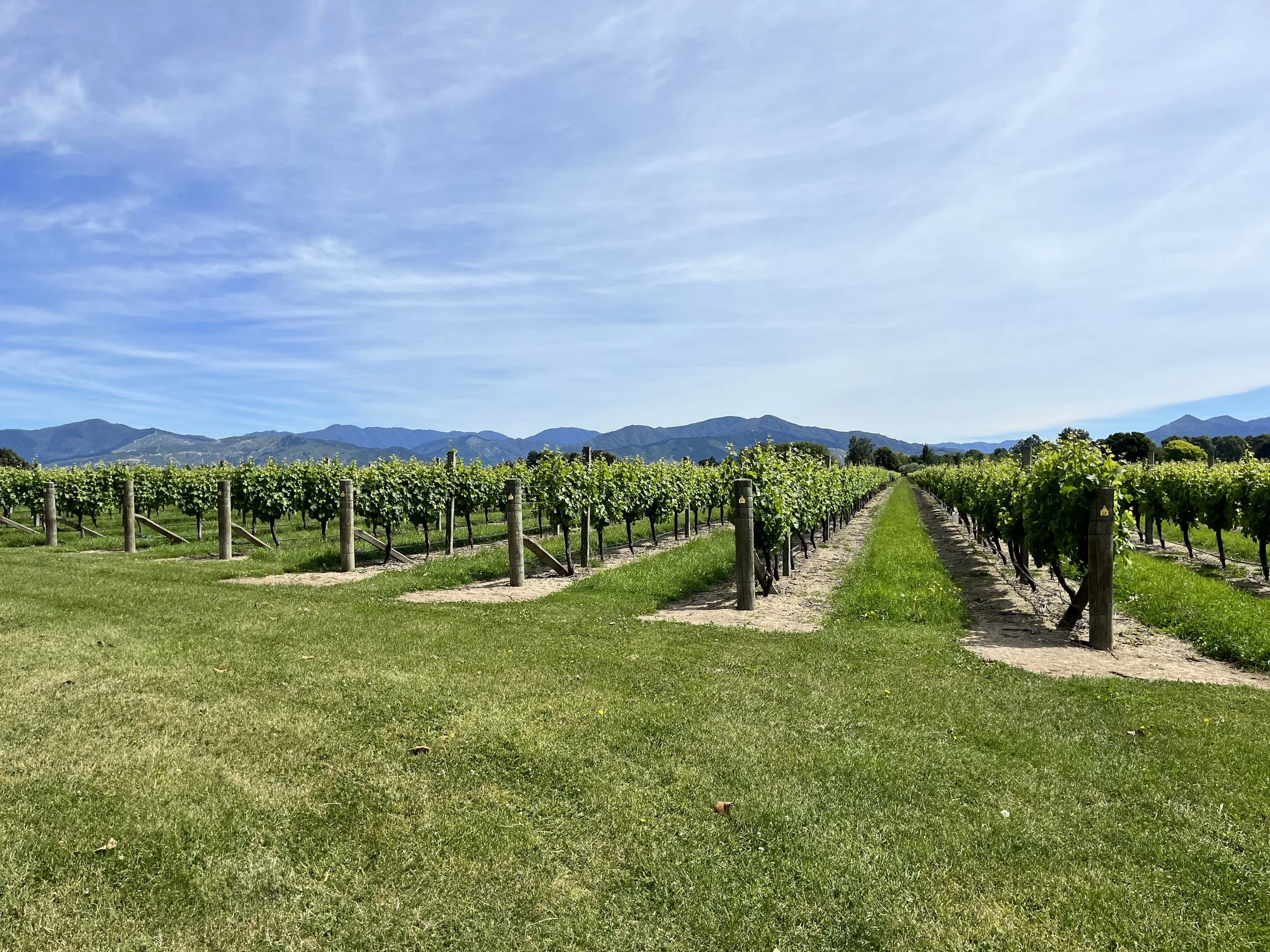 Vineyard with rows of grapevines, wooden posts, green grass, mountains in the background, and a partly cloudy blue sky.
