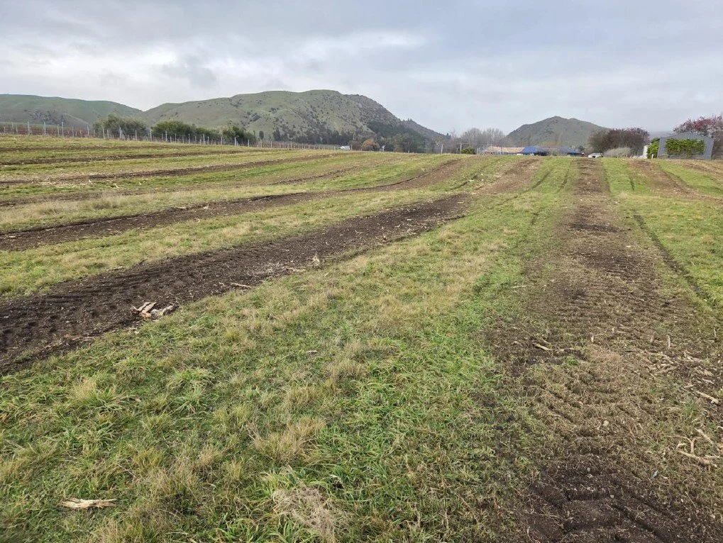 Vineyard with rows of grapevines under a bright blue sky and distant mountains.