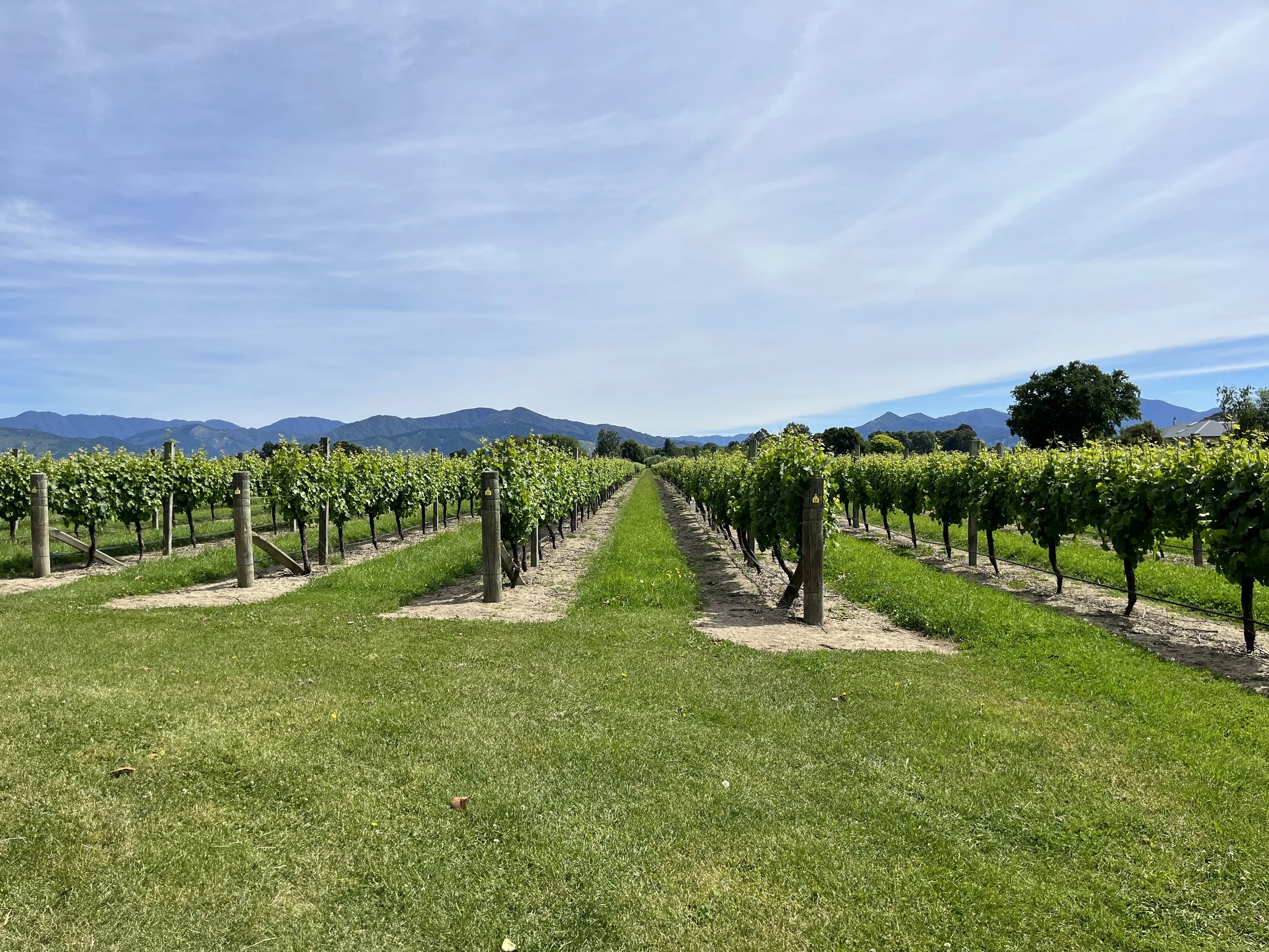 Vineyard with rows of grapevines under a blue sky with mountains in the distance.