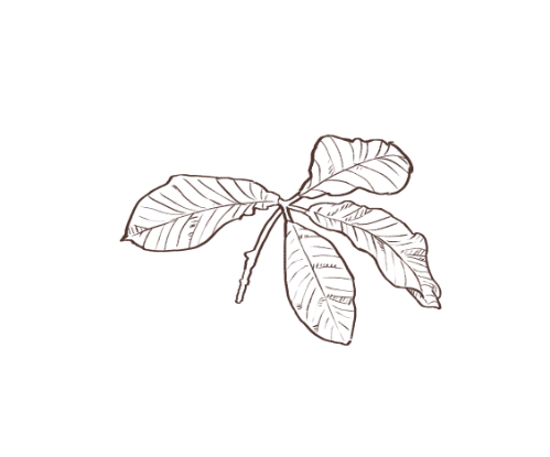 Illustration of a branch with five leaves in dark brown color.