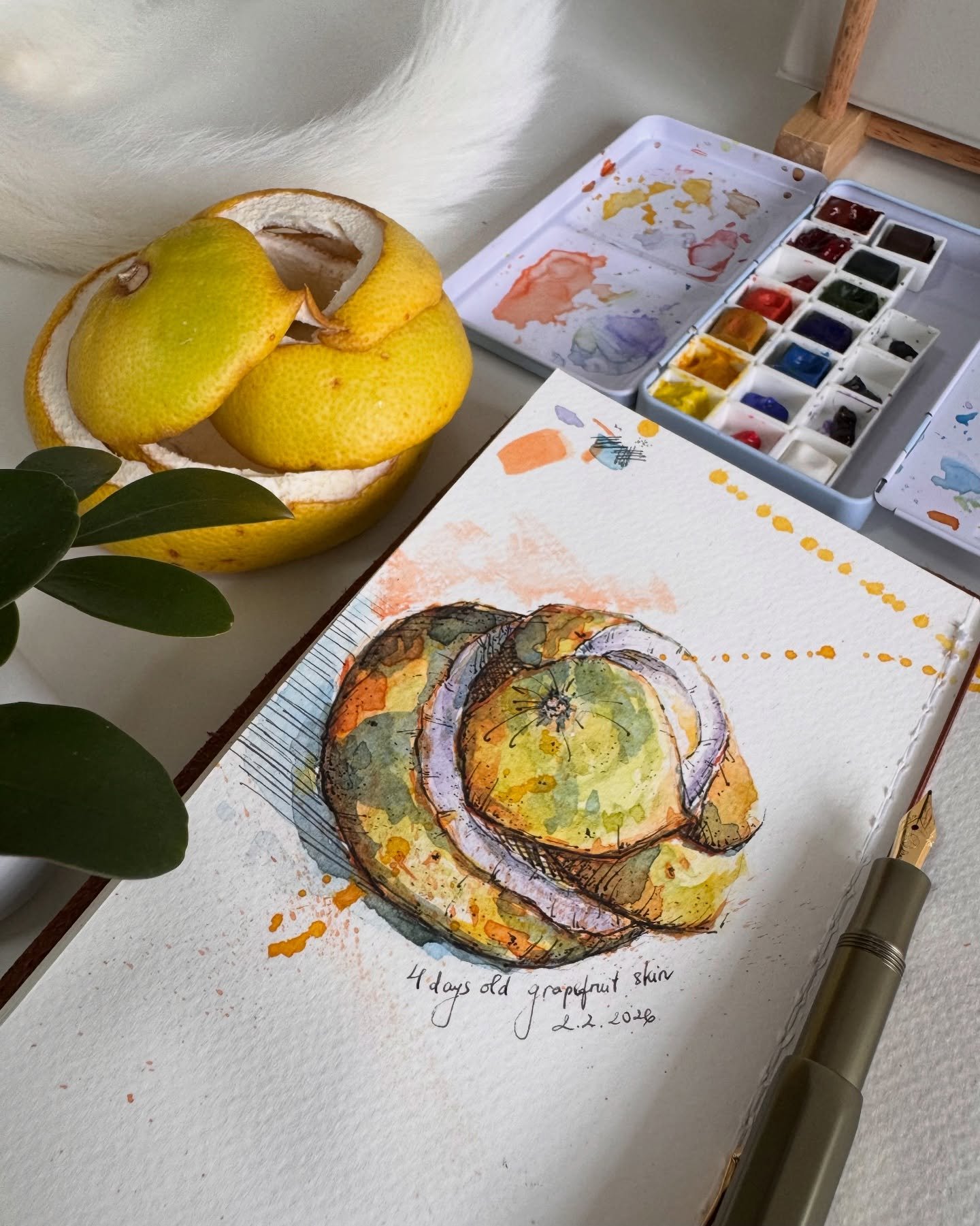 I like to keep the pomelo skin, just like how my mom used to in the old days, to scare mosquitoes away. 🌱

#slowdayswithjade #sgartist #sliceoflife #watercolorsketchbook #artstudiolife
