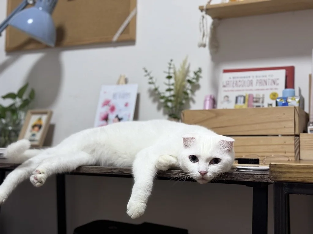 White cat lying on a wooden desk with extended limbs, in a cozy indoor space with plants, books, and framed pictures in the background.