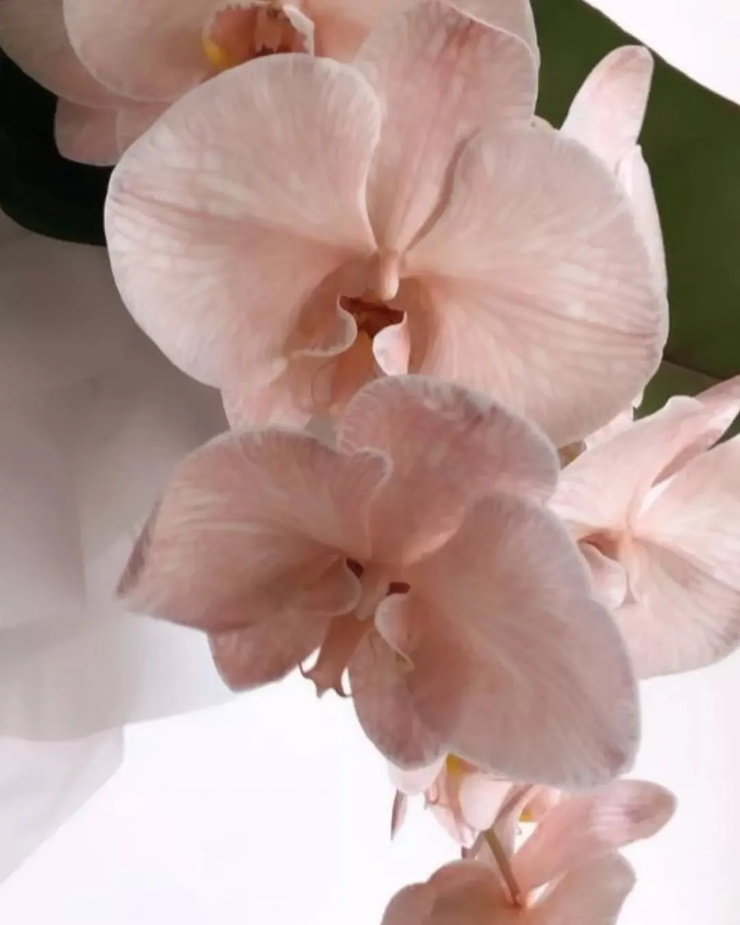 Beauty often lies in the details.

Just as every orchid is unique, so is your skin. Personalised care means recognising those differences and creating a pathway that feels right for you.

Your individuality is always at the centre of our approach.