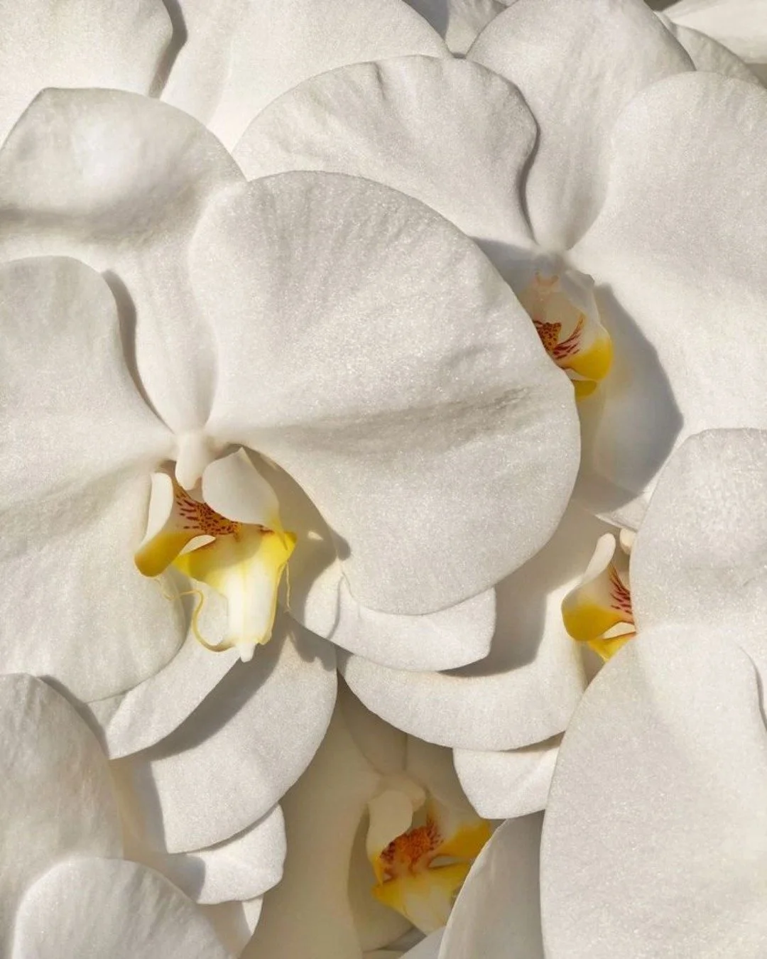 Calm, balanced skin starts with gentle, considered care. At The Fine Art in Aesthetics, we focus on supporting your skin barrier and creating routines that feel comfortable and sustainable over time.
ㅤ
Book a consultation to create a routine tailored