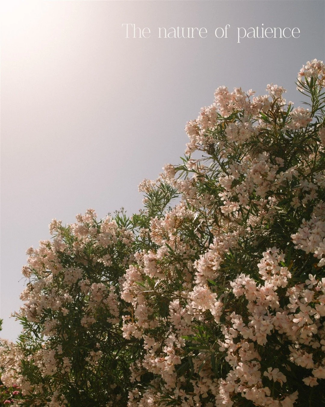 All things are created twice. First in the mind, then in reality. 
Nature reminds us that the space in between&mdash;the becoming&mdash;requires patience.