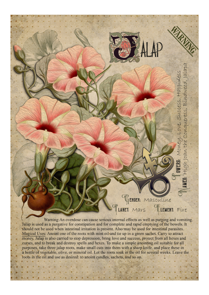 Jalap - Style24Designs (copyright all rights reserved)
