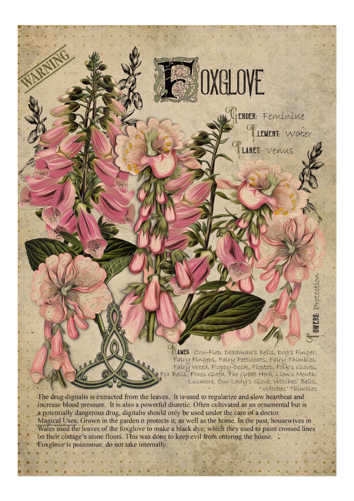 Foxglove - Style24Designs (copyright all rights reserved)