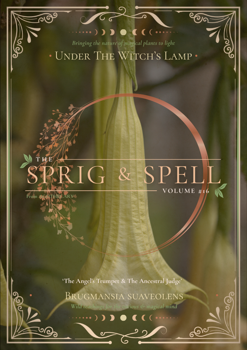 Brugmansia.png