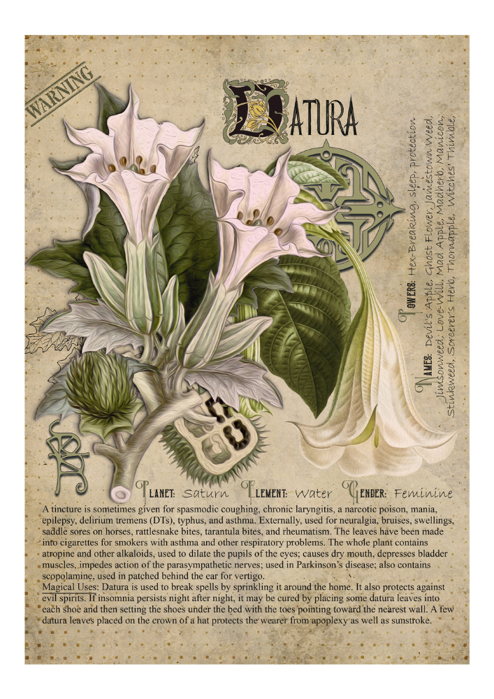 Datura - Style24Designs (copyright all rights reserved)