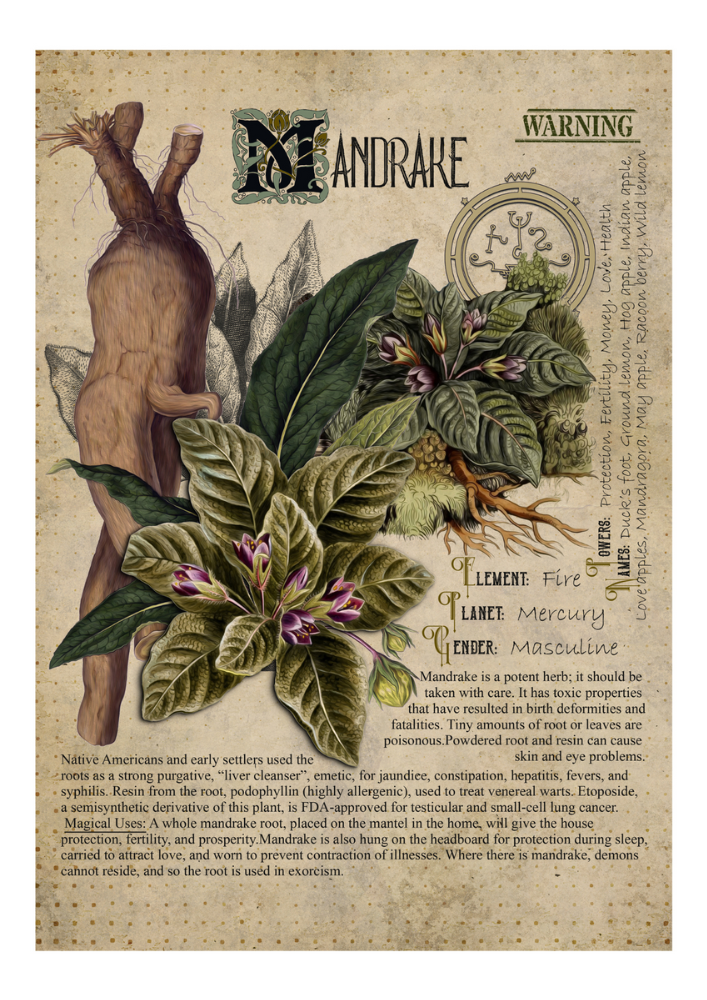 Mandrake - Style24Design (copyright all rights reserved)