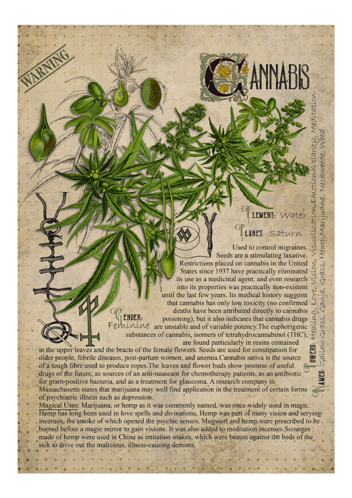 Cannabis - Style24Designs (copyright all rights reserved)