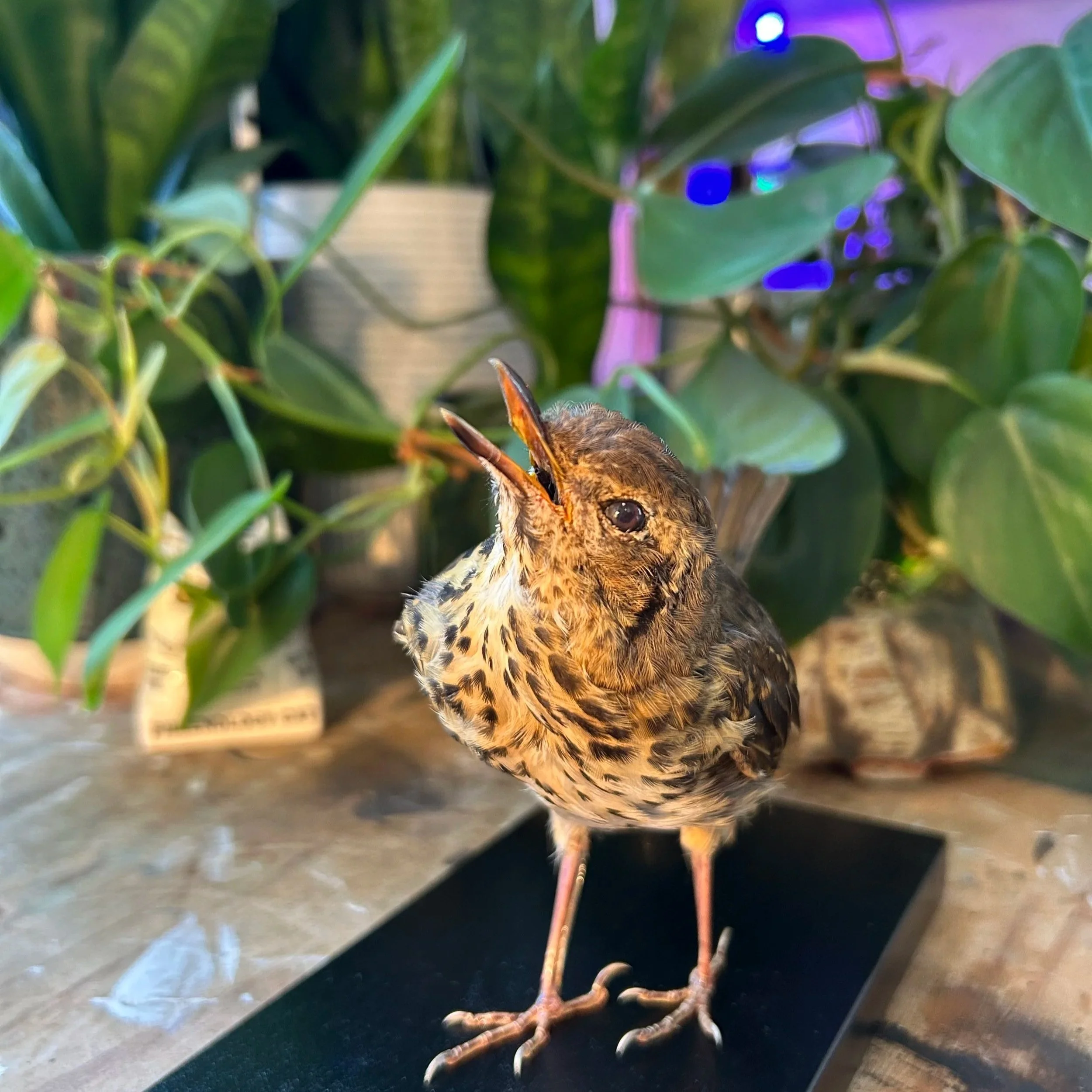 Song thrush made for a client in 2025
