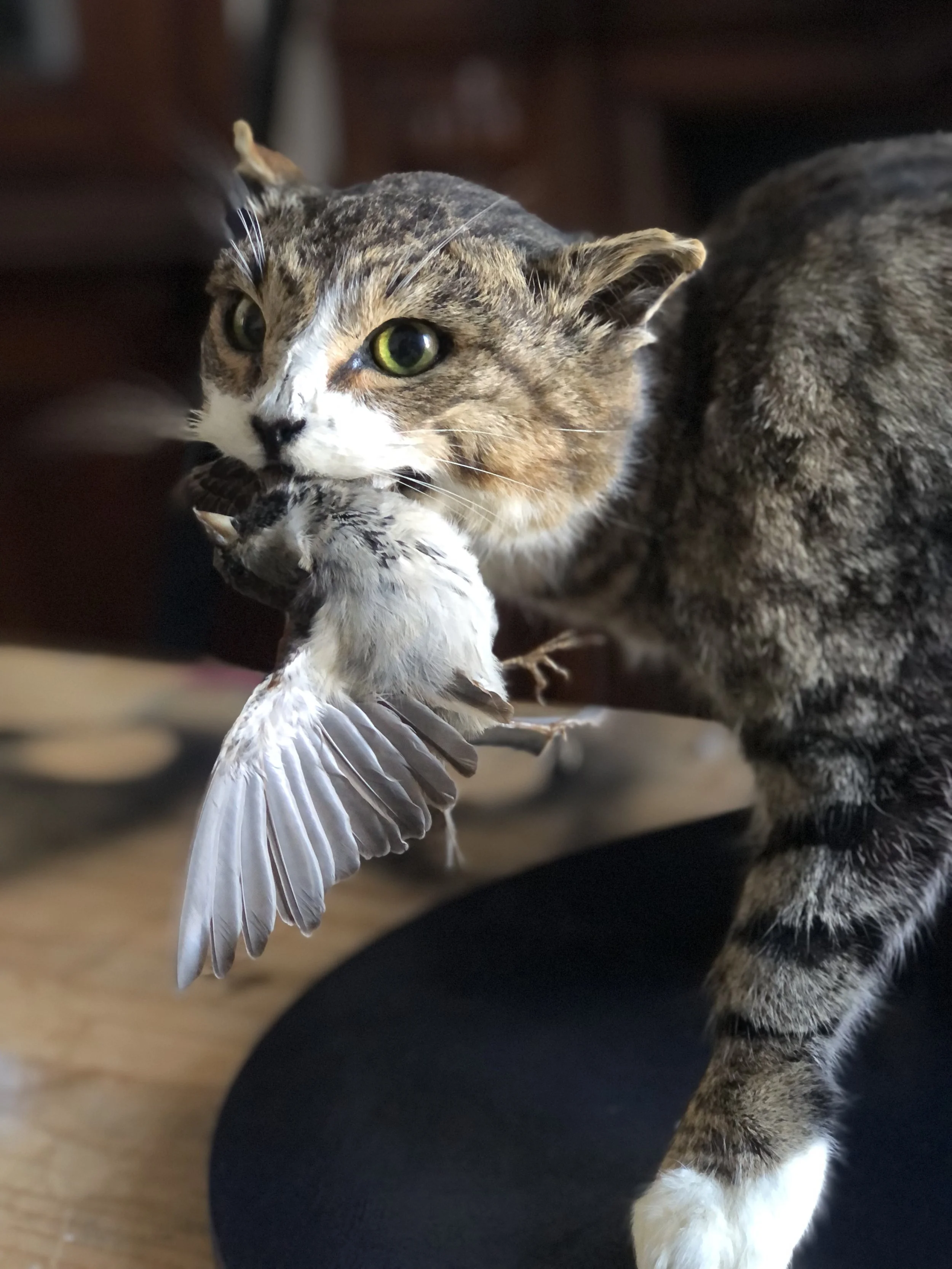 Taxidermy feral cat with sparrow
Made in 2023 by Antoinette Ratcliffe for a predator free educational colleciton