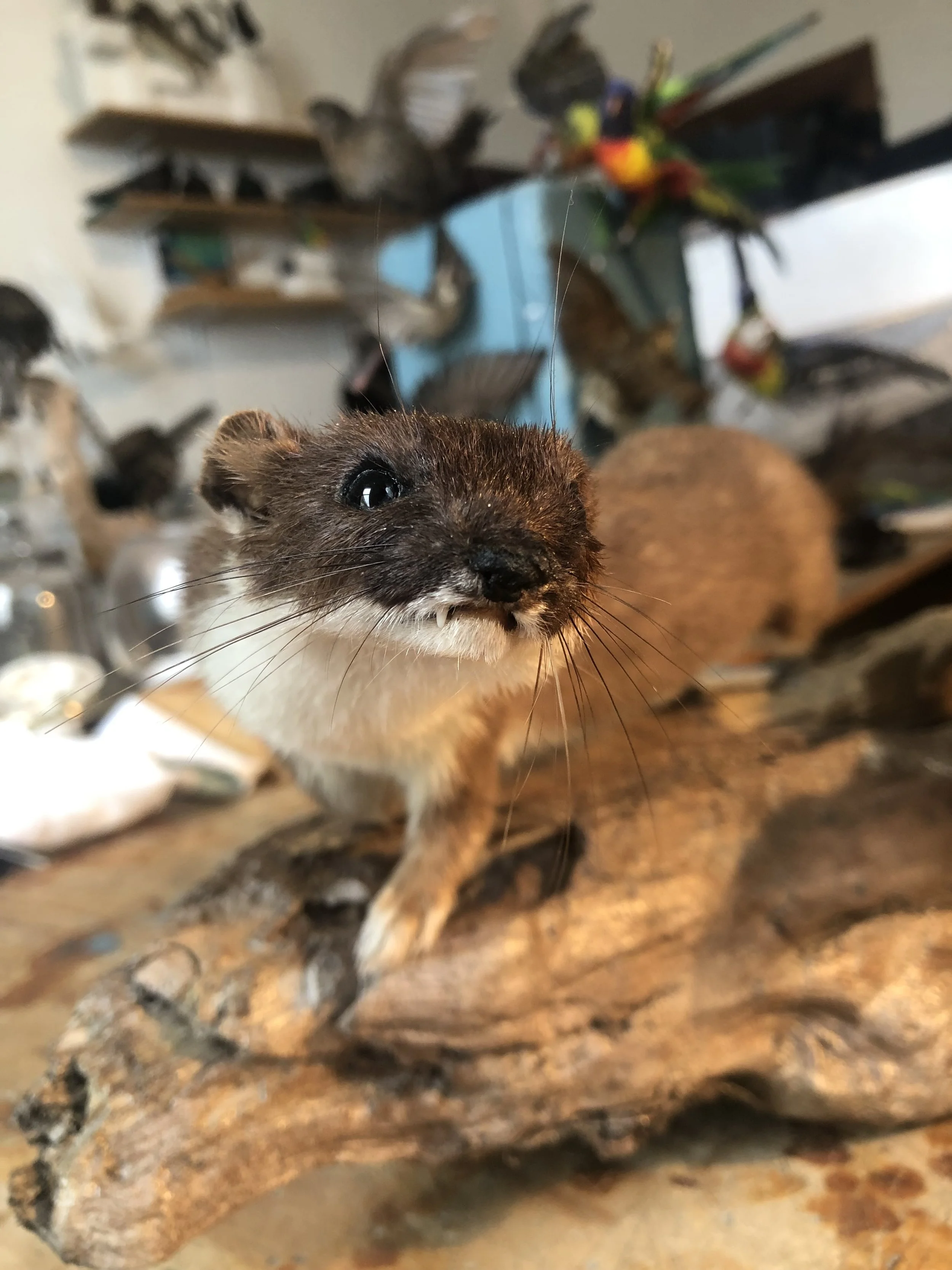Taxidermy stoat
Made in 2024 by Antoinette Ratcliffe for a predator free educational collection