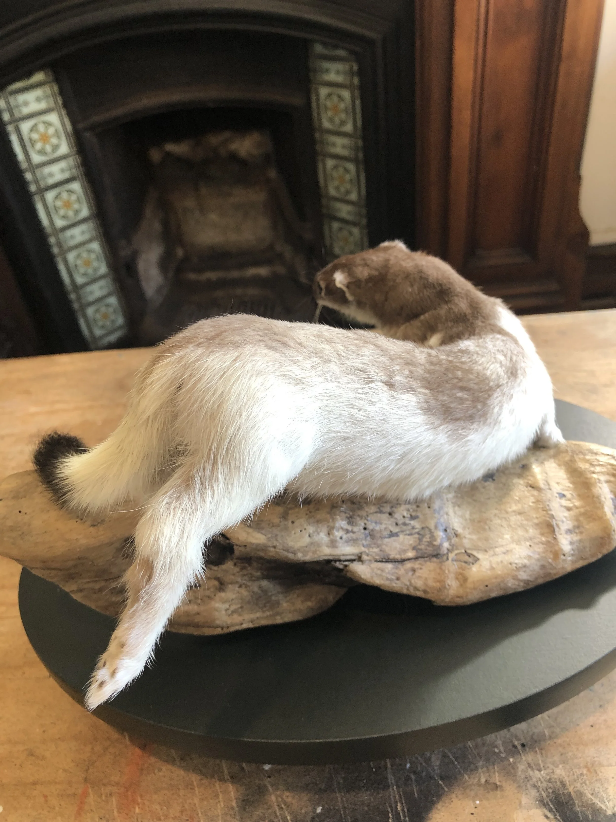 Taxidermy stoat in half winter coat
Made in 2024 by Antoinette Ratcliffe for a predator free educational collection