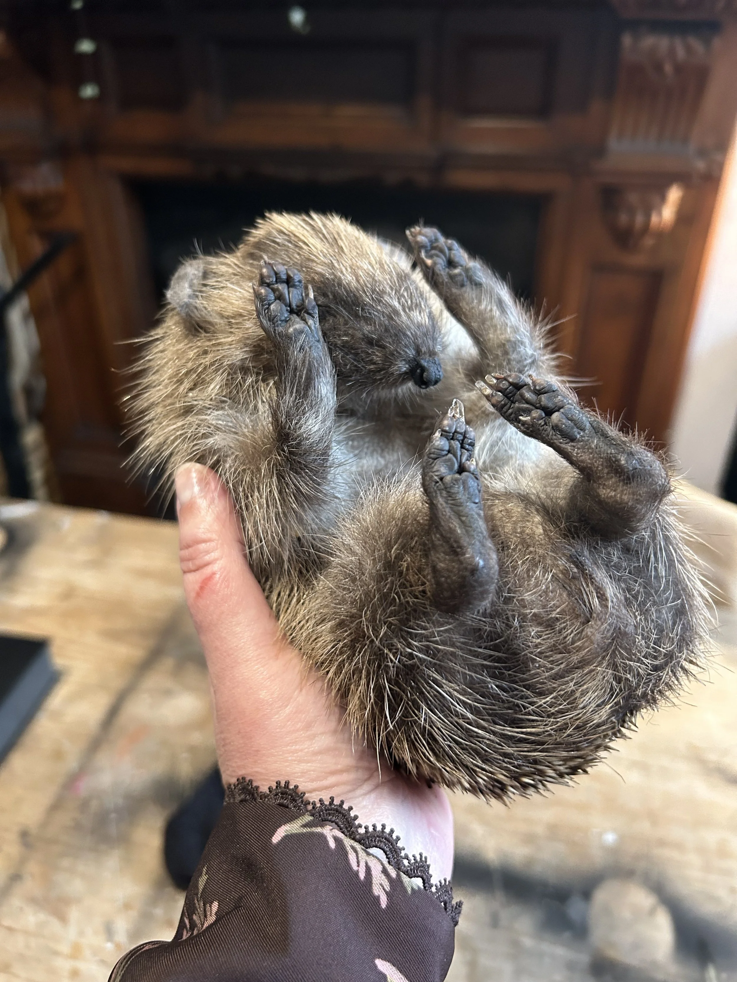 Taxidermy hedgehog prop
Made in 2025 by Antoinette Ratcliffe