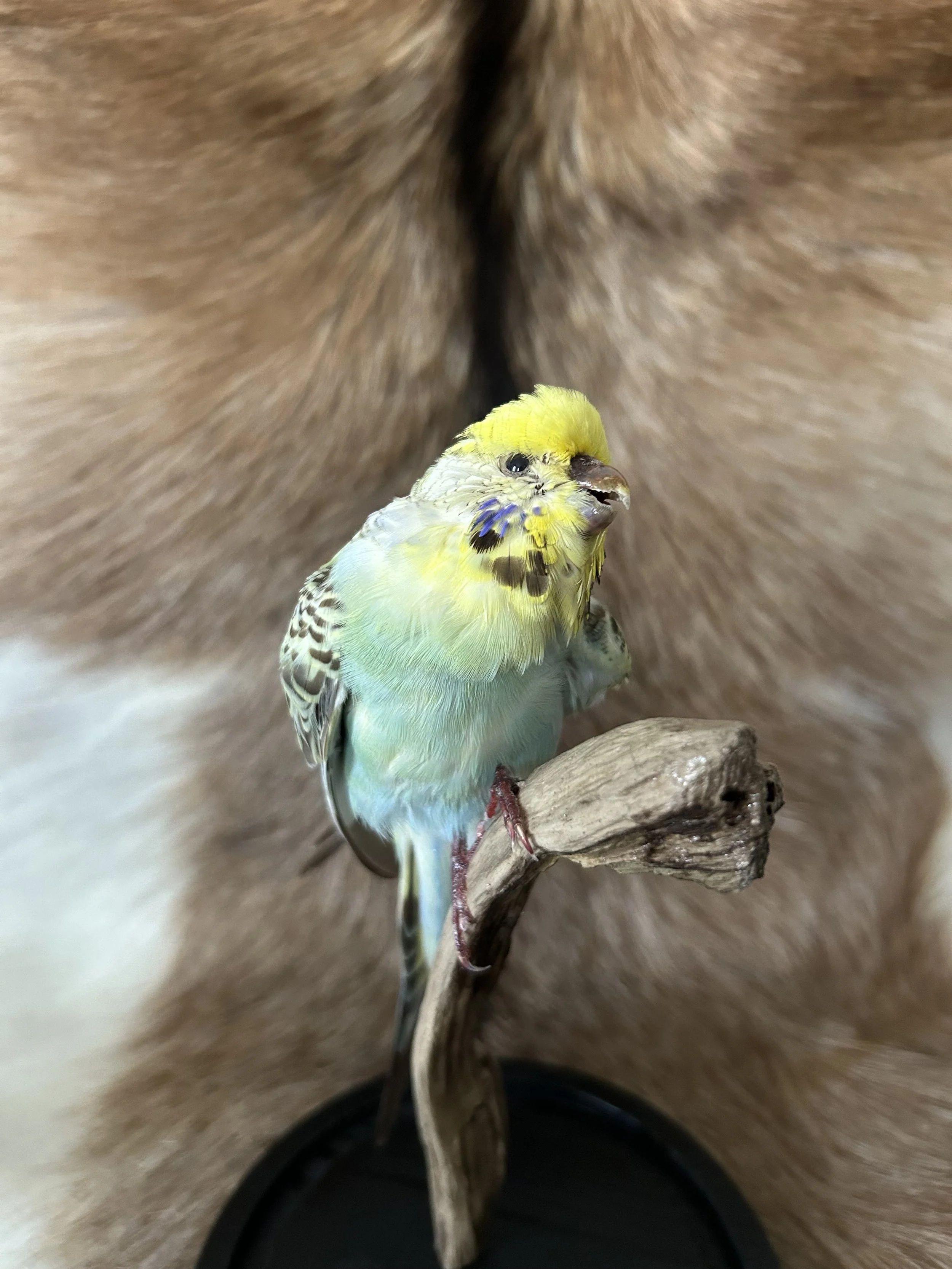 Bluey - taxidermy budgie
Made in 2025 by Antoinette Ratcliffe for Whakamana Museum in Auckland