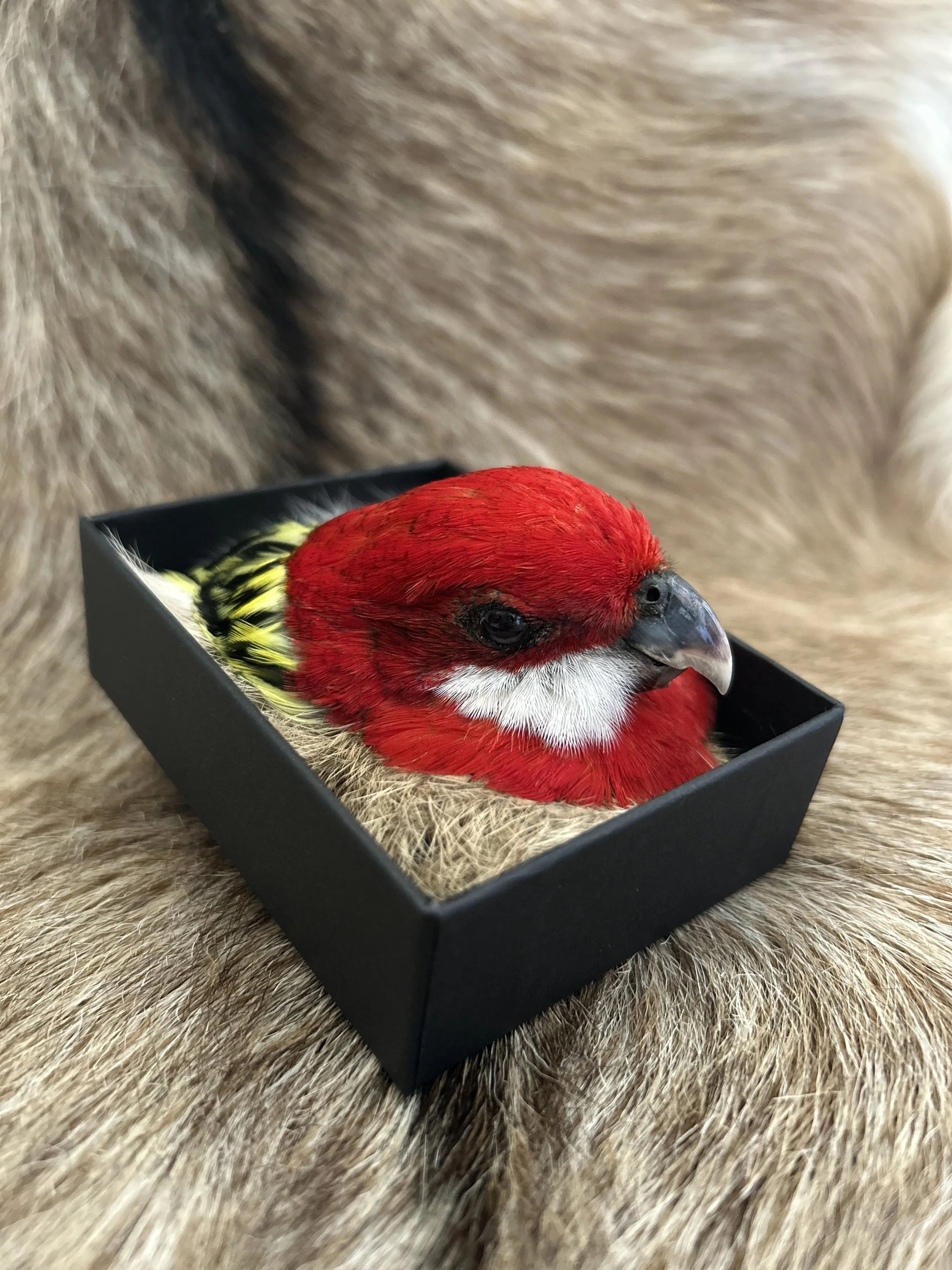 Rosella head mount brooch, made for an artist in 2025