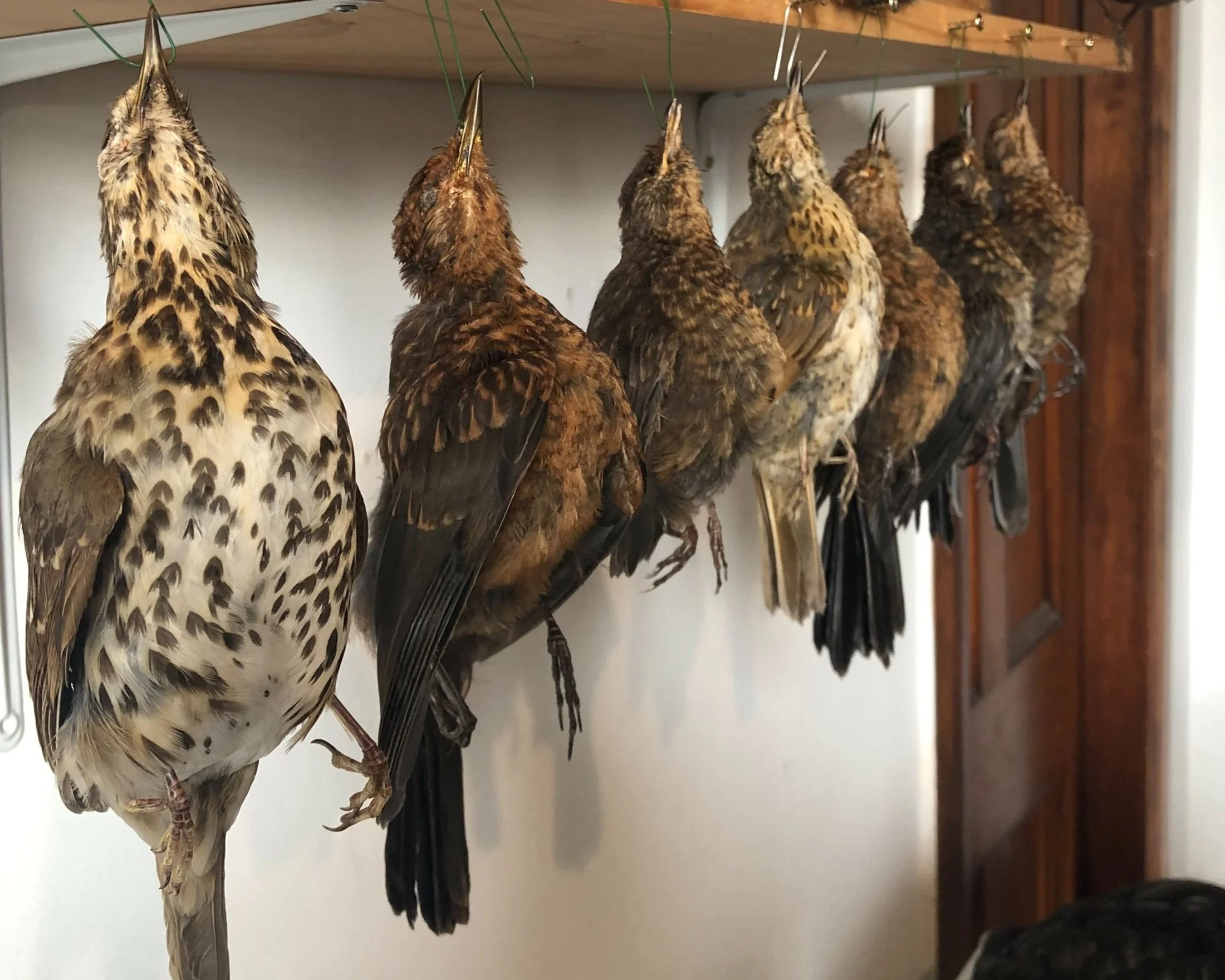 Song thrush and juvenile blackbirds
Made in 2024 for Spartacus by Antoinette Ratcliffe