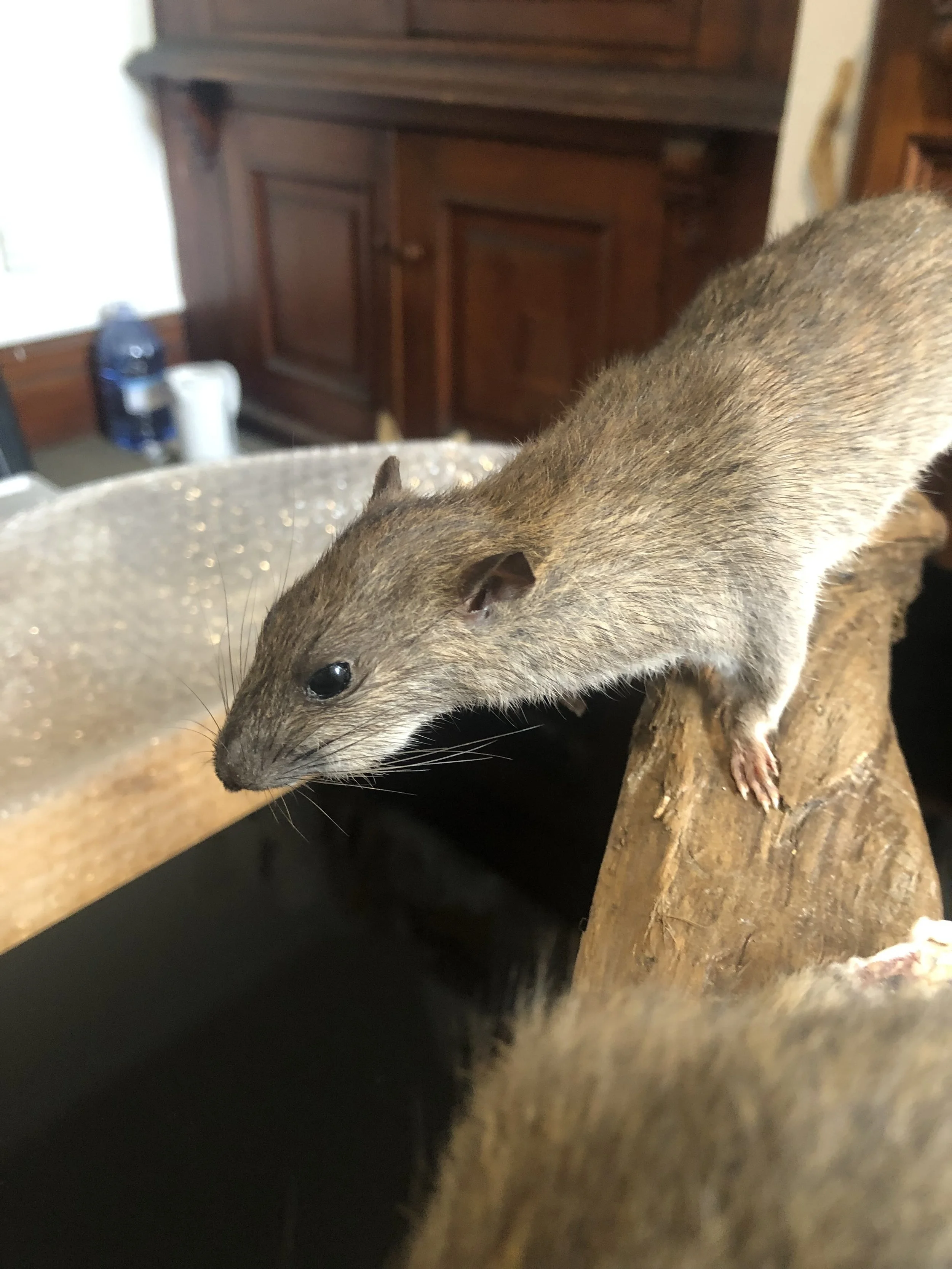 Taxidermy rat
Made in 2023 by Antoinette Ratcliffe for a predator free educational collection