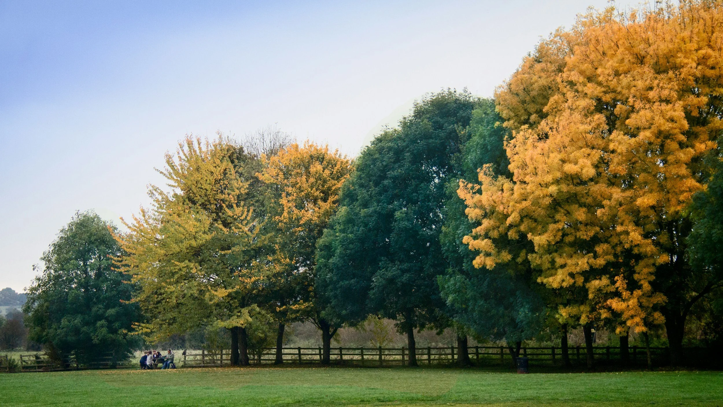 trees with green and golden leaves