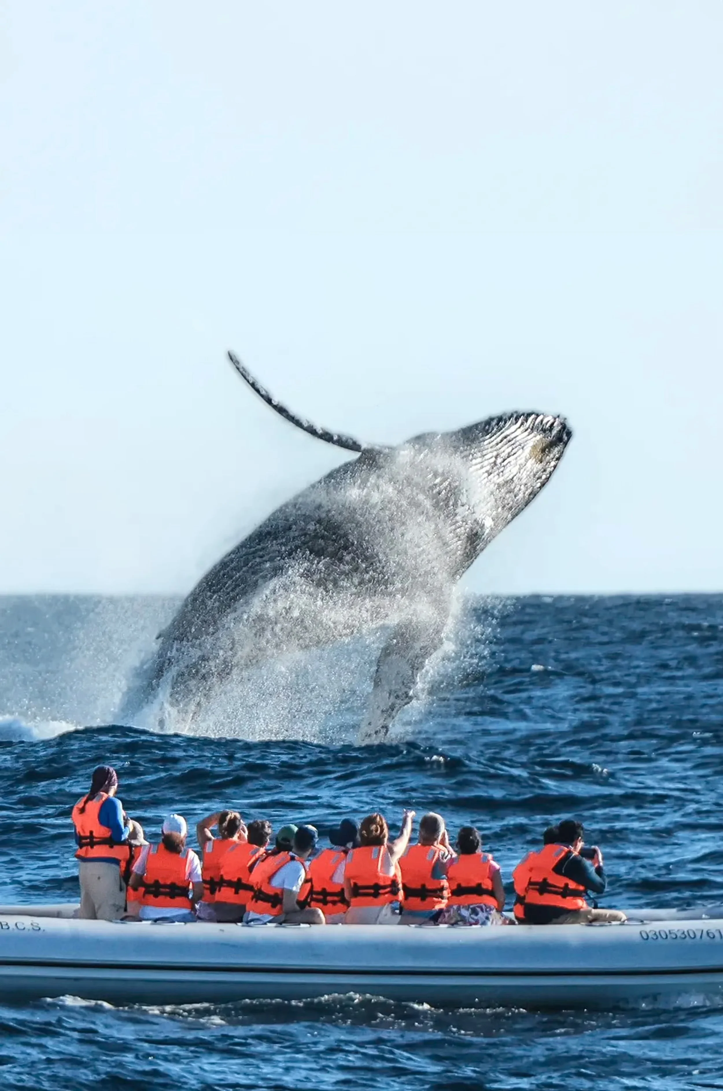Whale Season in Puerto Vallarta: When to Go, What You’ll See &amp; Yes… Even Orcas