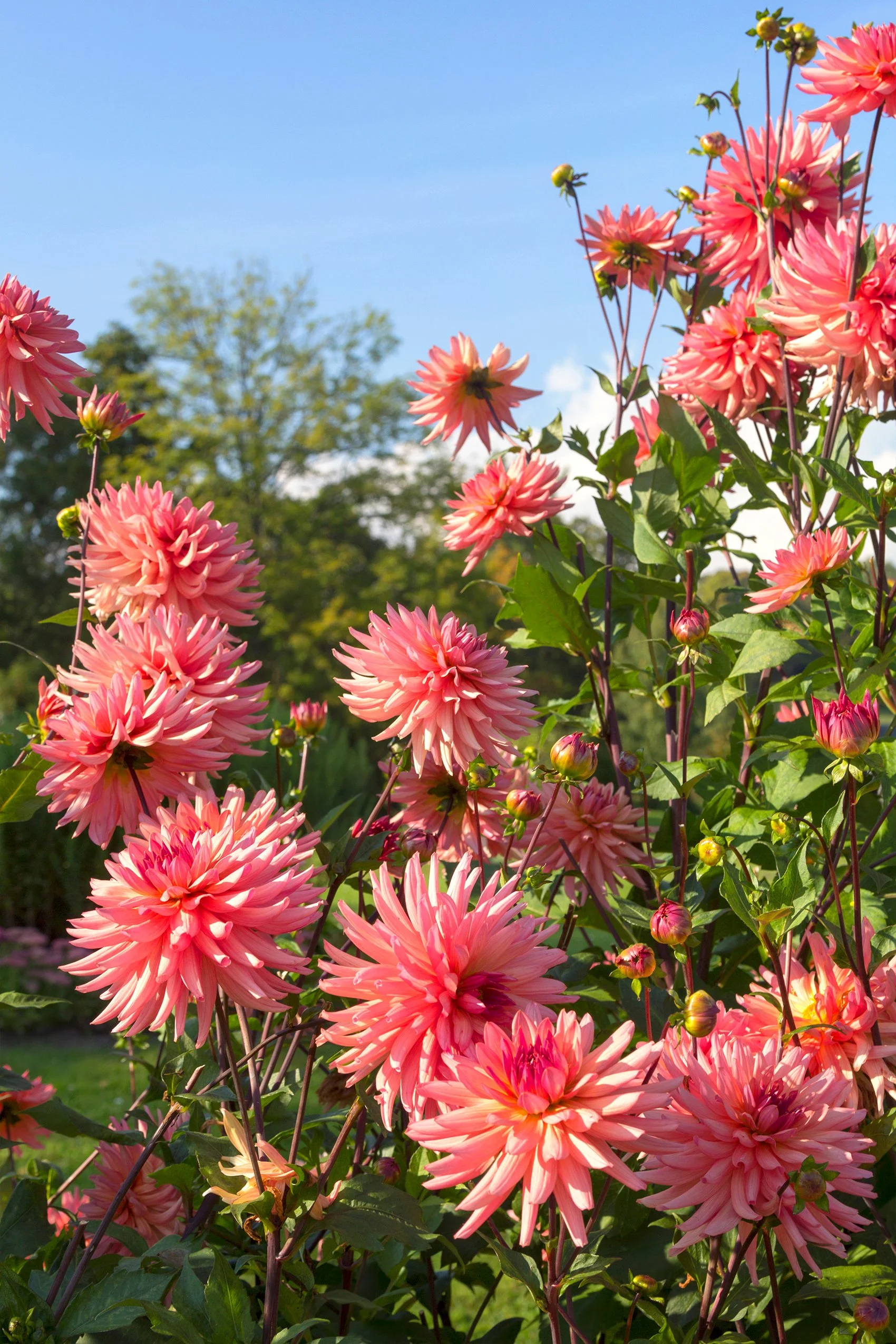 A close-up of pink and peach dahlias blooming in a garden on a sunny day, with green foliage and a blue sky in the background.