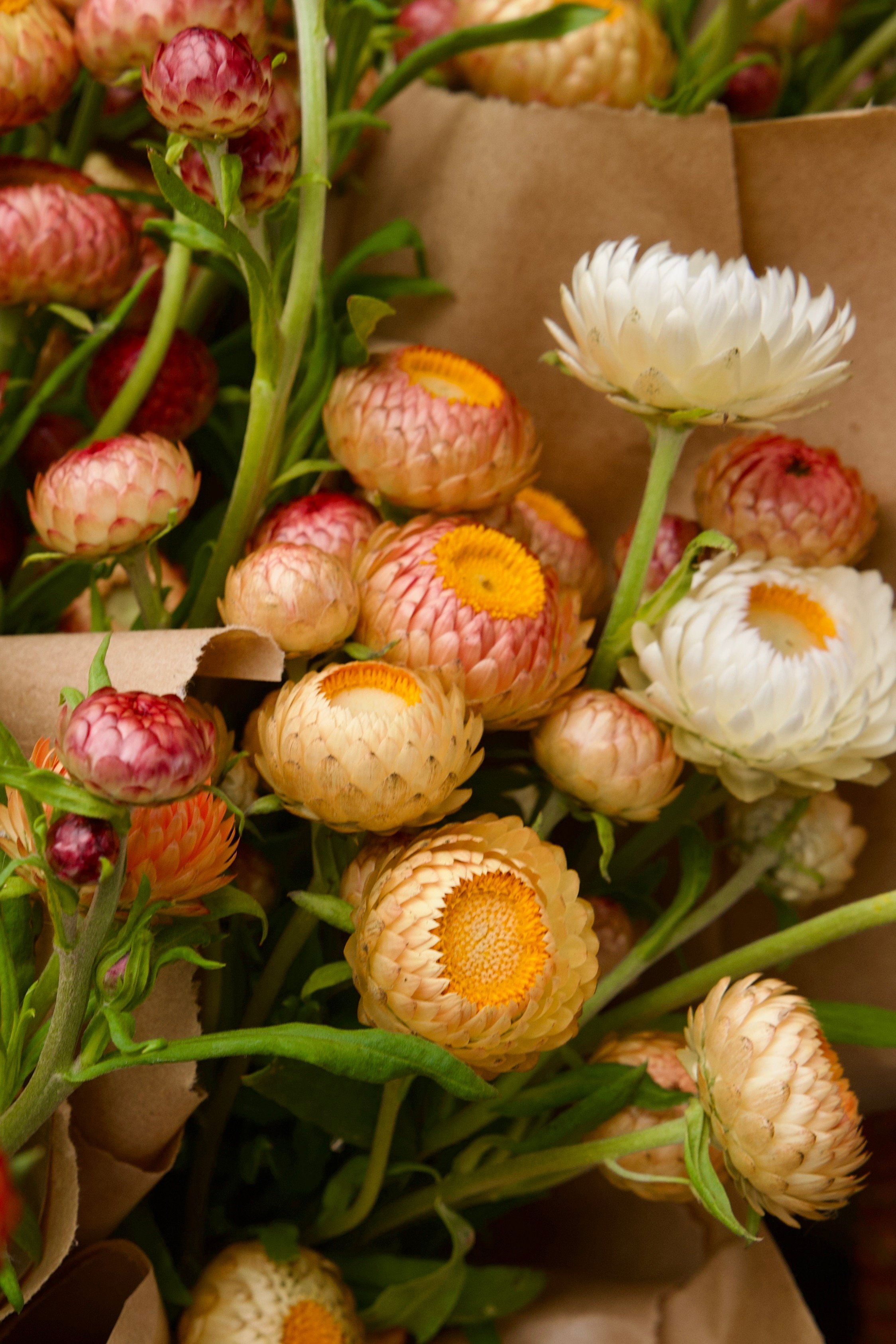 A bouquet of strawflowers, wrapped in brown paper.
