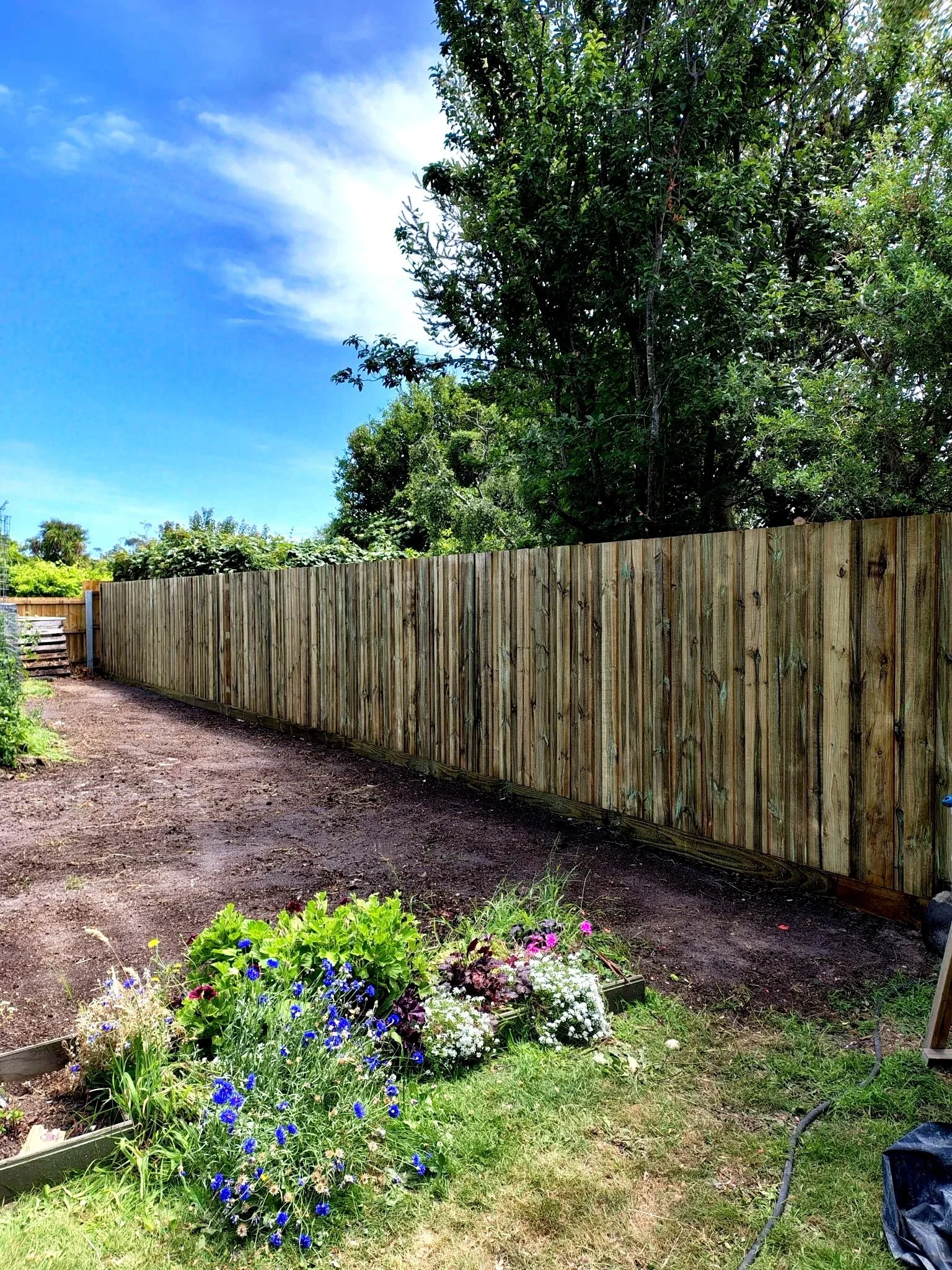 Lutz Backyard after.jpg