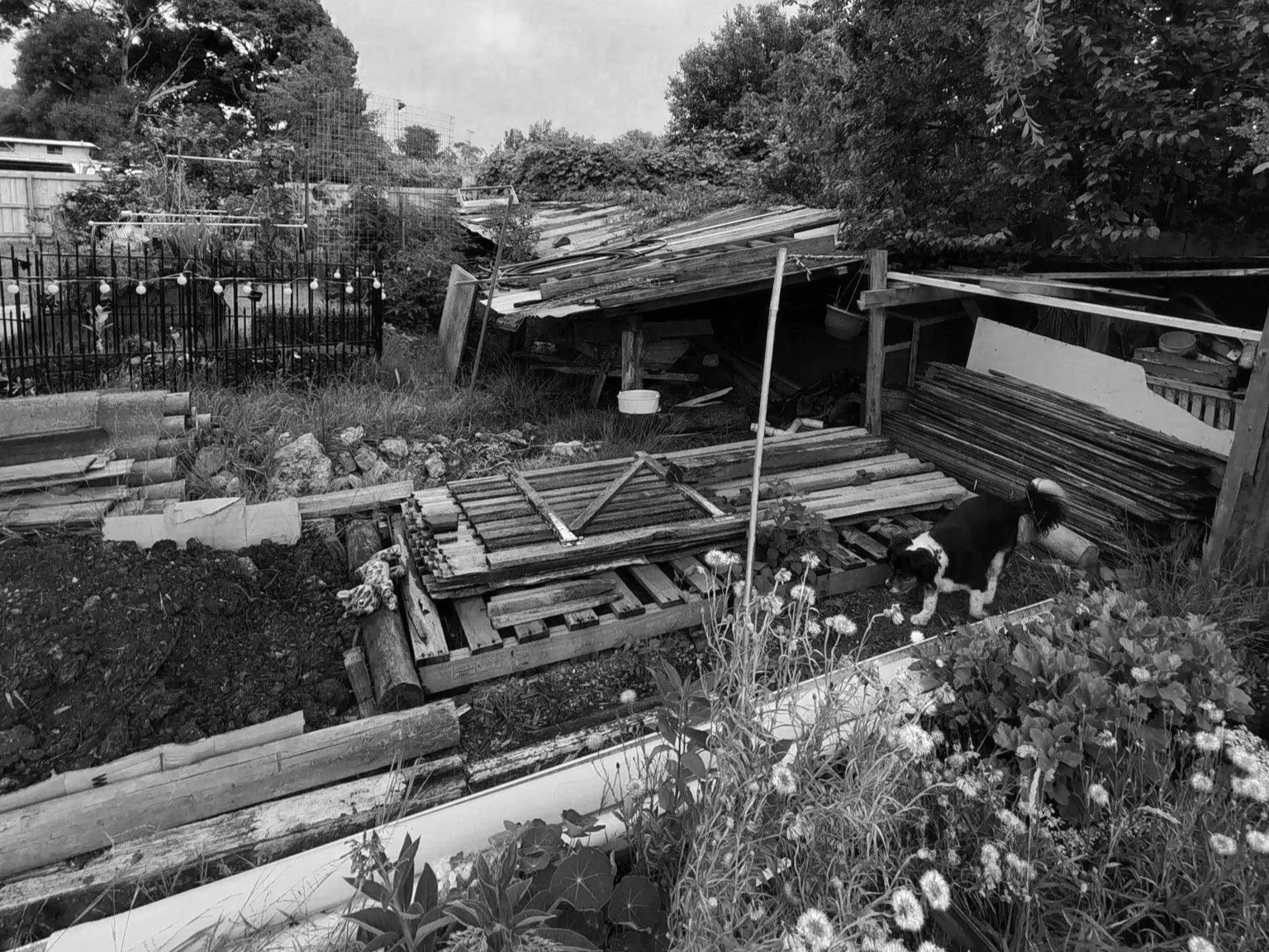 Lutz+Backyard+before.jpg