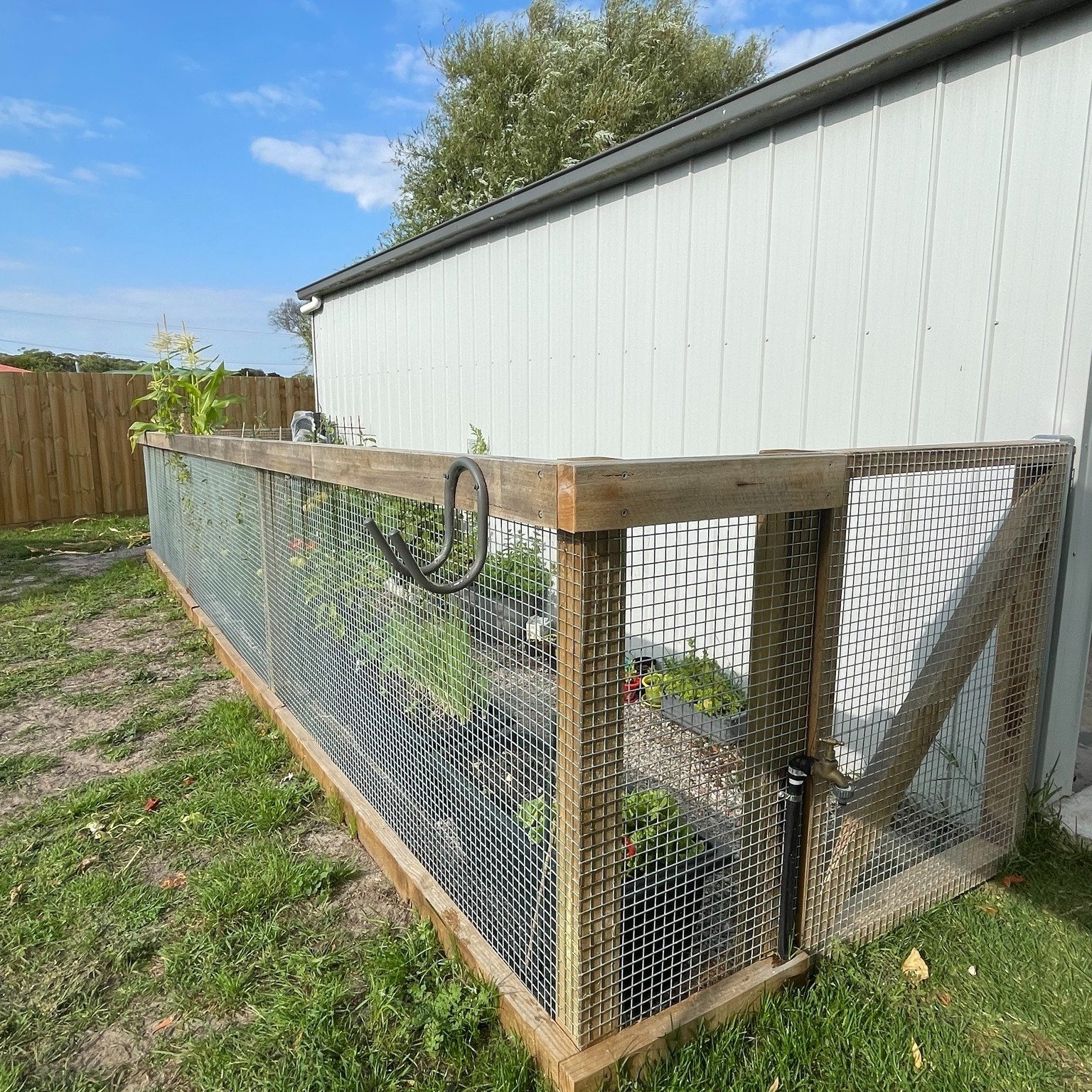 Veggie Garden.jpg