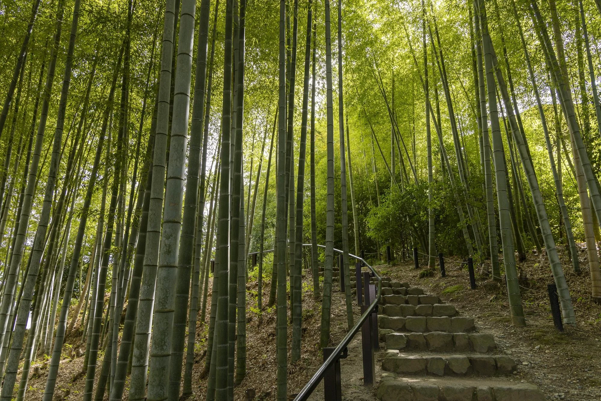 Stone steps leading upward through a dense bamboo forest with tall green stalks and bright sunlight filtering through leaves.
