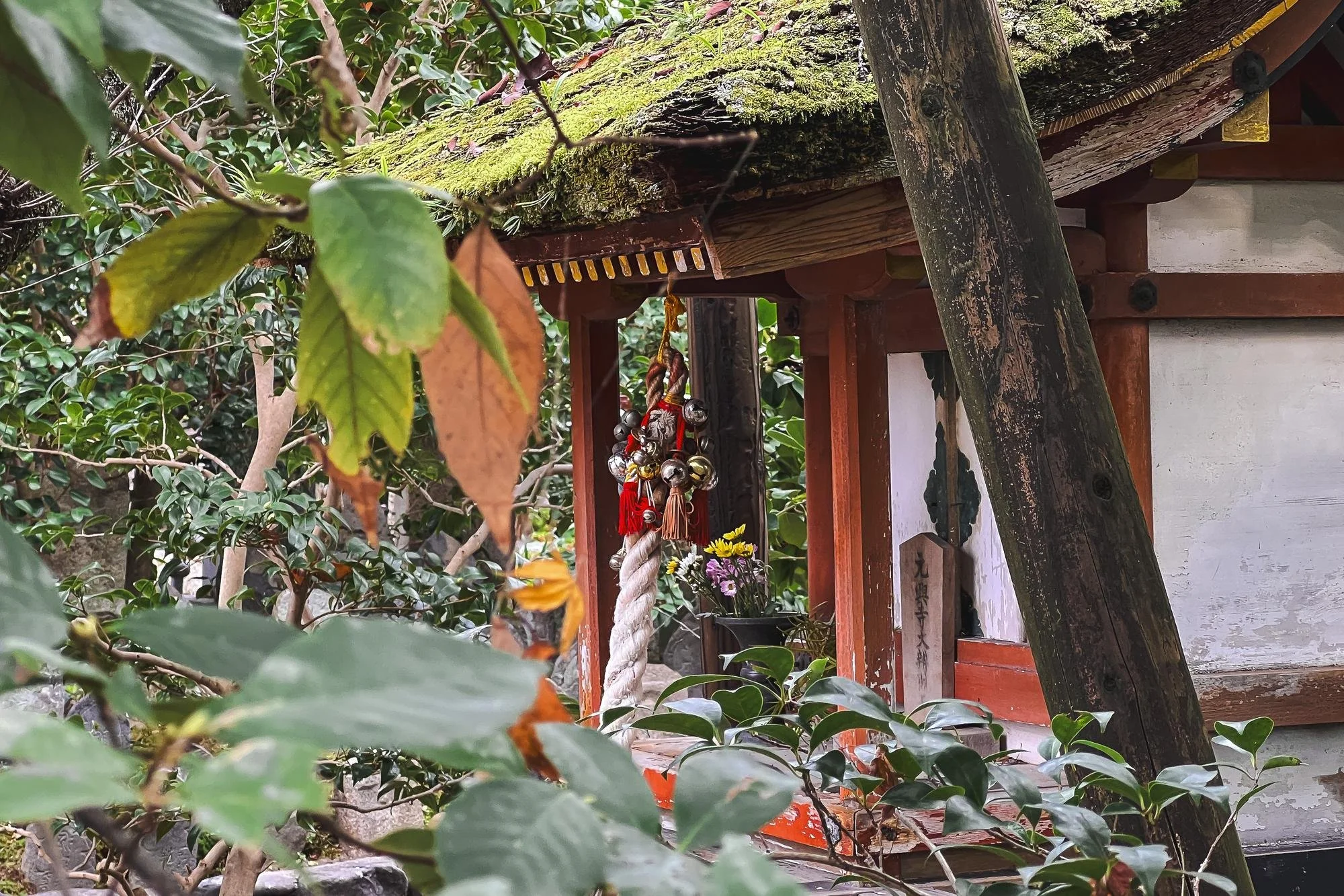 A small wooden shrine with a moss-covered roof, decorated with a braided sacred rope and bells, surrounded by green and brown leaves.