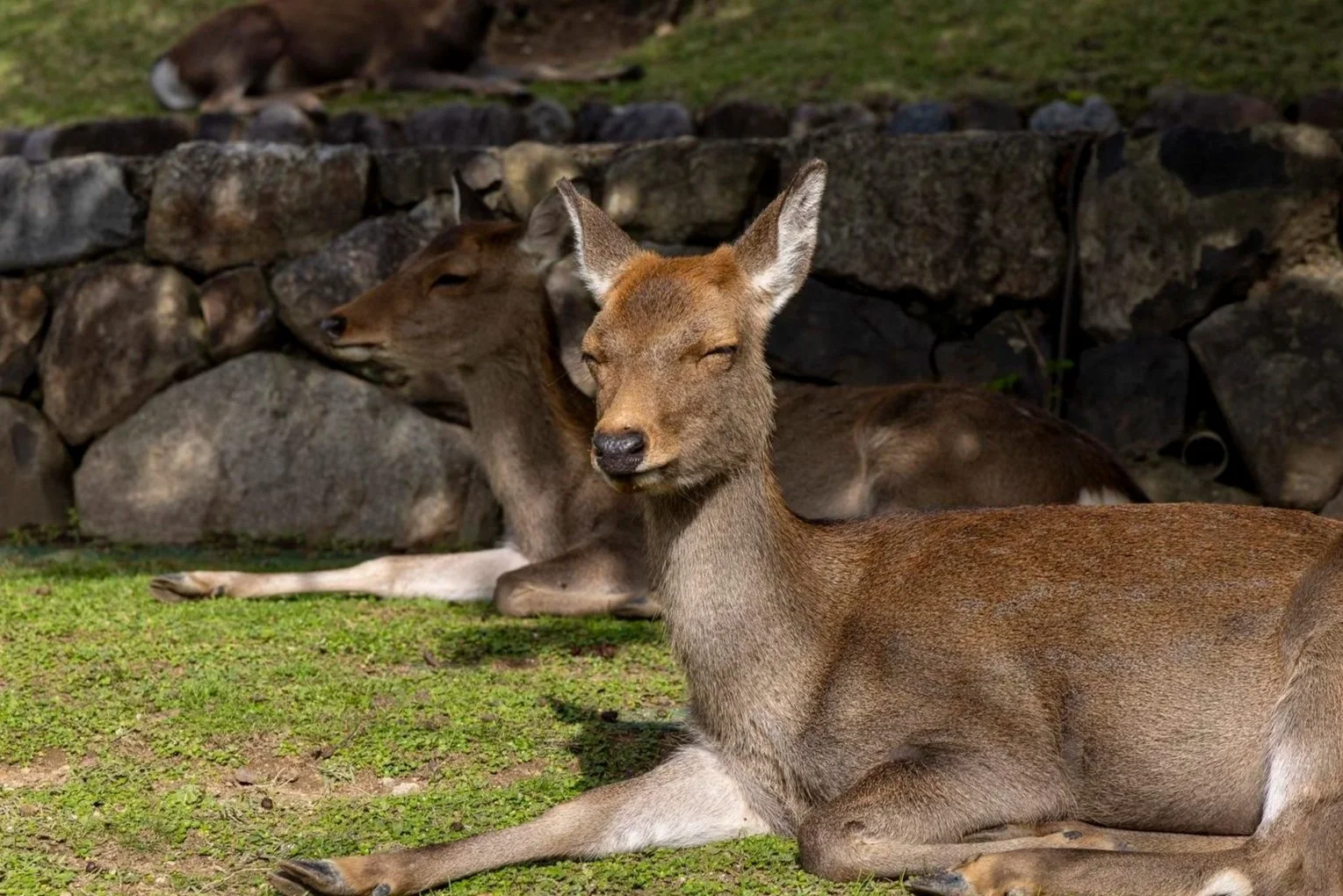 Several deer resting on grass in front of a stone wall, with one deer in the foreground and two others in the background.