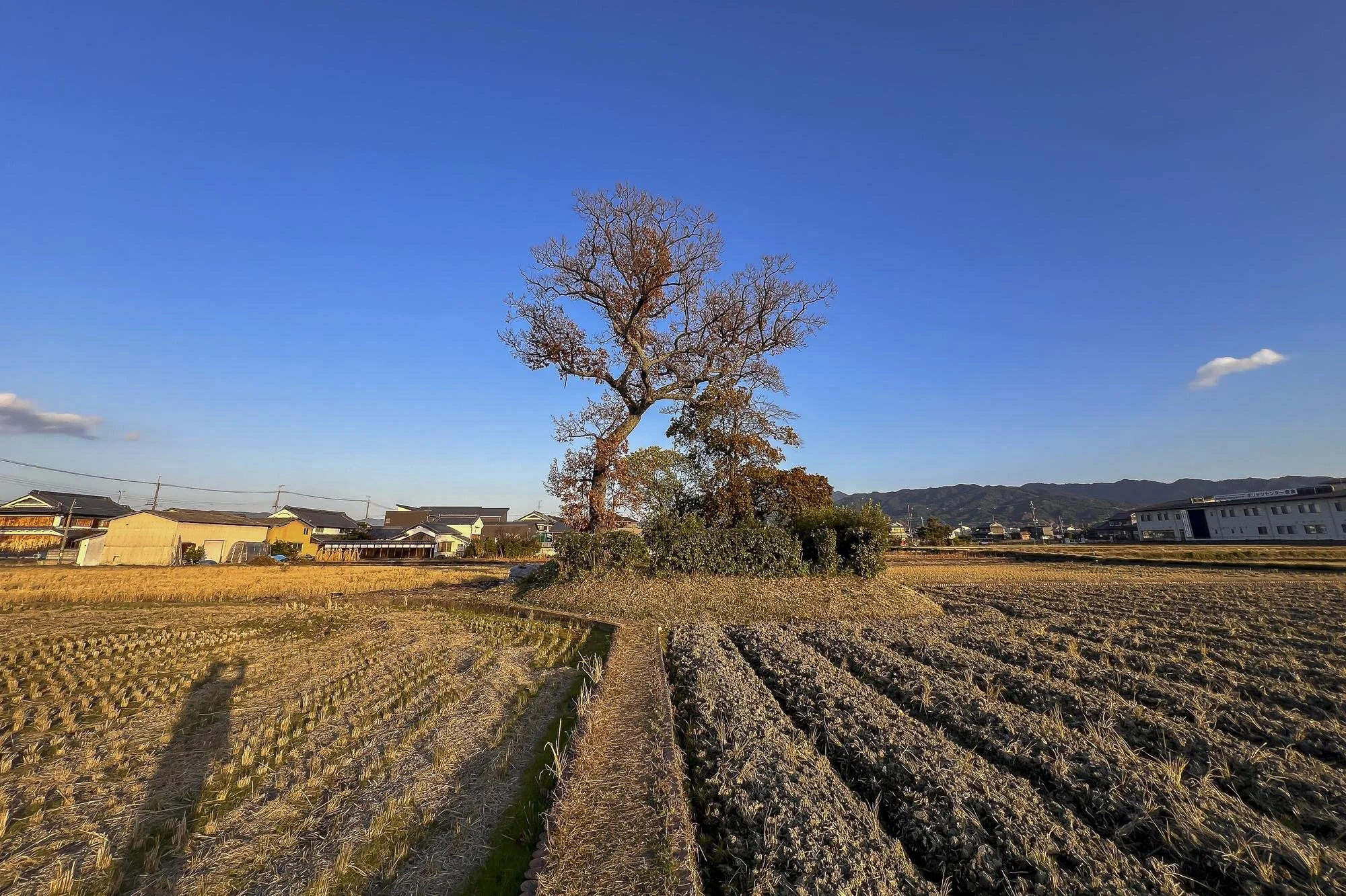 A leafless tree on a small mound surrounded by farm fields, with a clear blue sky and distant mountains in the background.