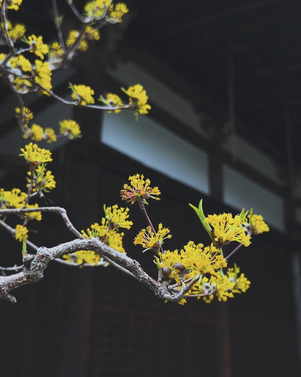 Spring is over. 

📍Taimadera temple Okuno-in | 當麻寺奥院
1263 Taima, Katsuragi, Nara 639-0276
〒639-0276 奈良県葛城市當麻1263

････････････････････････････････

🤔 Who am I, @nara.japan.explores 
A native of Nara sharing fun attractions of Nara with people from 