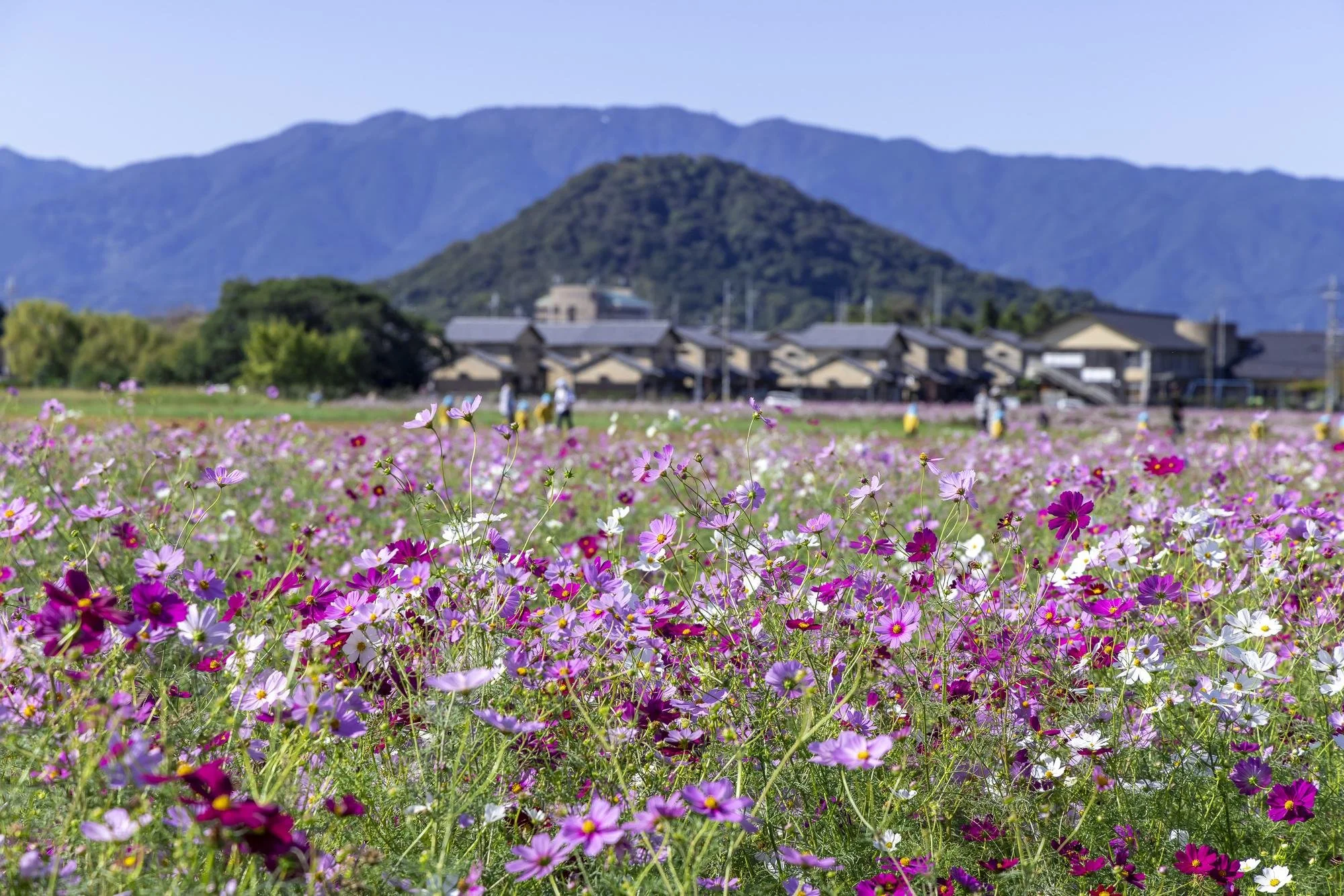 A field of pink, purple, and white cosmos flowers with a mountain and village in the background under a clear blue sky.
