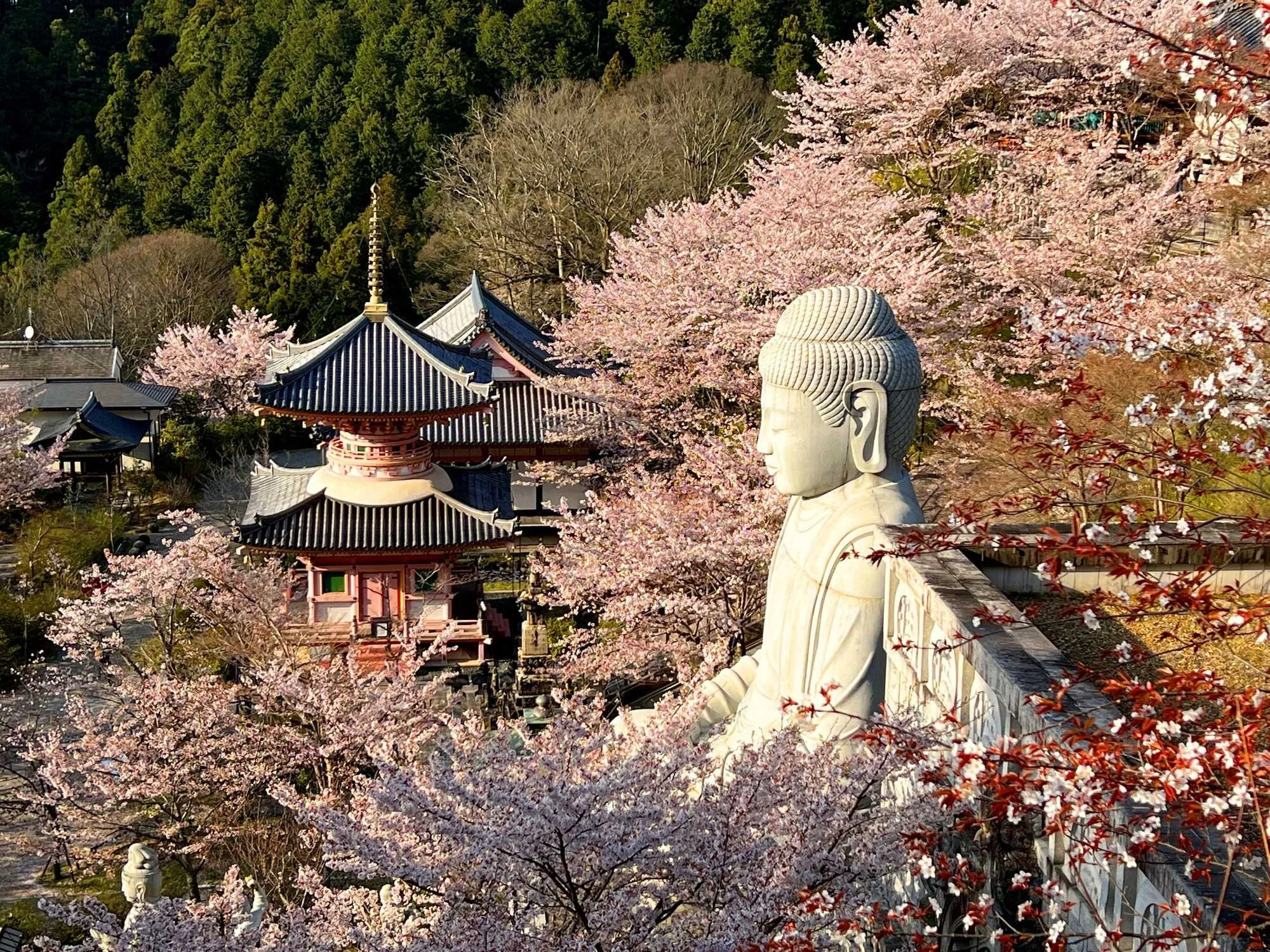 A large Buddhist sculpture of a Buddha's head and shoulders surrounded by cherry blossom trees, traditional Japanese buildings, and a forested hillside in the background.