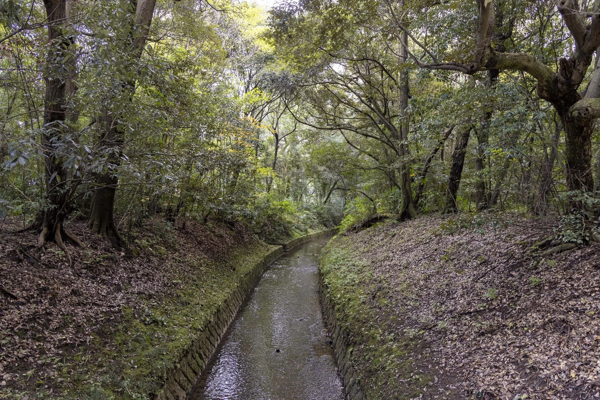 A small, narrow creek flows through a forested area with dense trees on both sides. The ground is covered with fallen leaves, and the trees have thick trunks and green foliage. Sunlight filters through the canopy above.