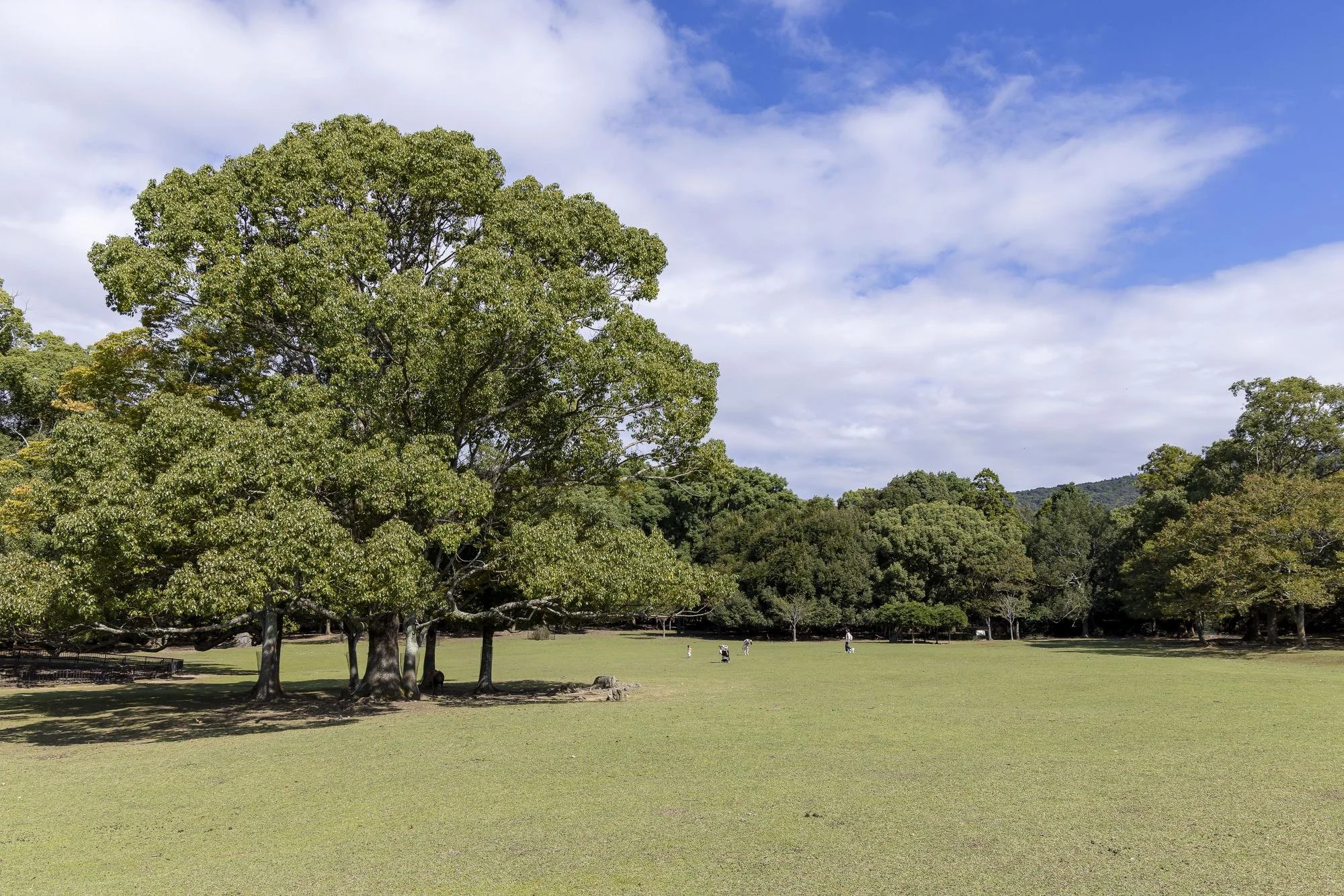 A large green park with many trees and a clear, partly cloudy sky.