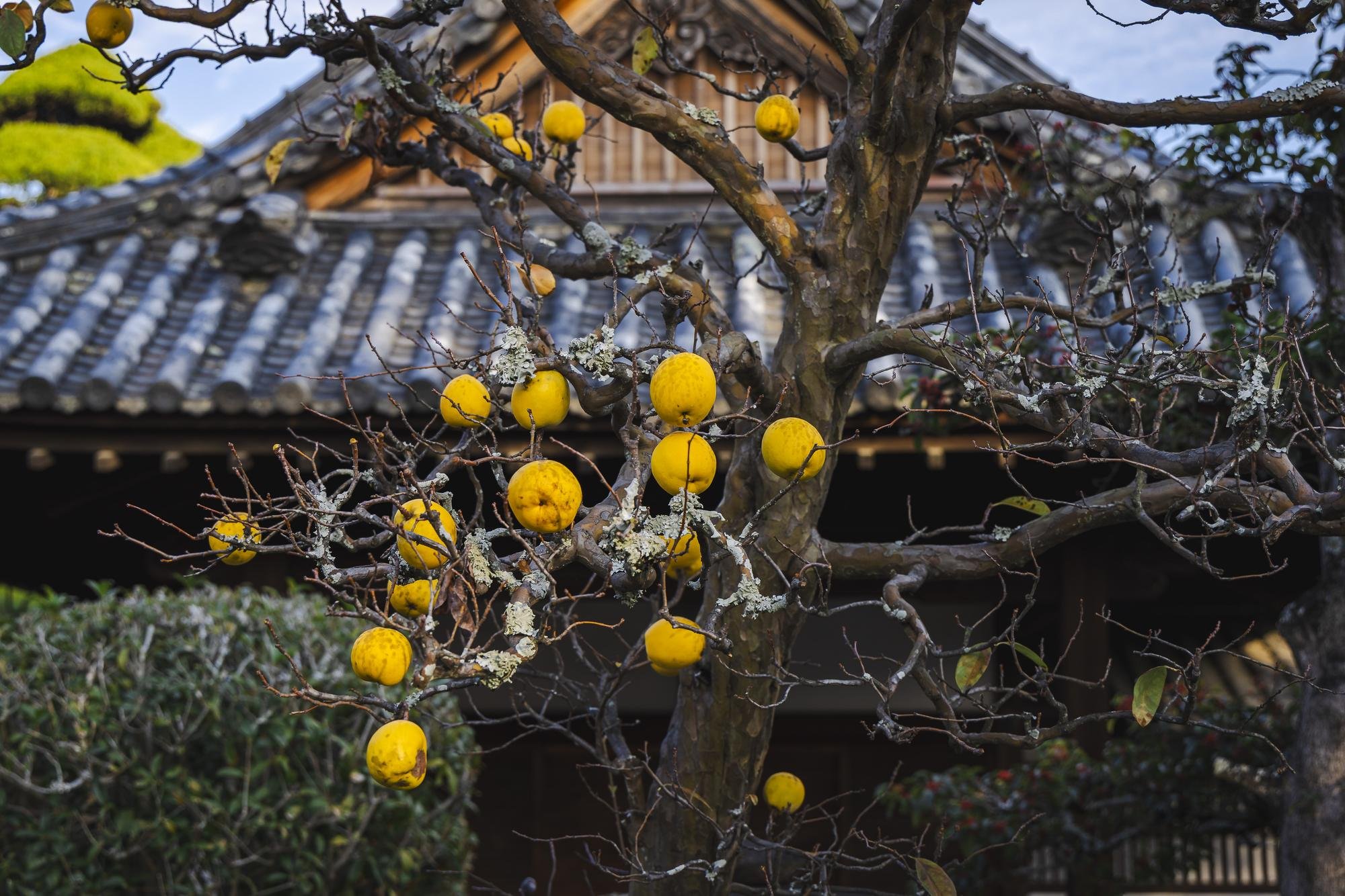 A tree with yellow fruit and bare branches in front of a traditional Japanese house with a tiled roof.