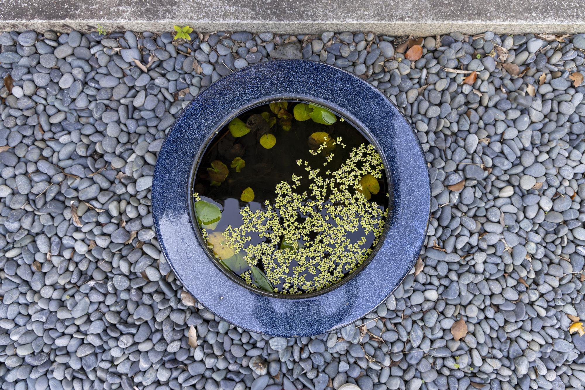 A black circular fountain with green floating plants and water, surrounded by small gray rocks.