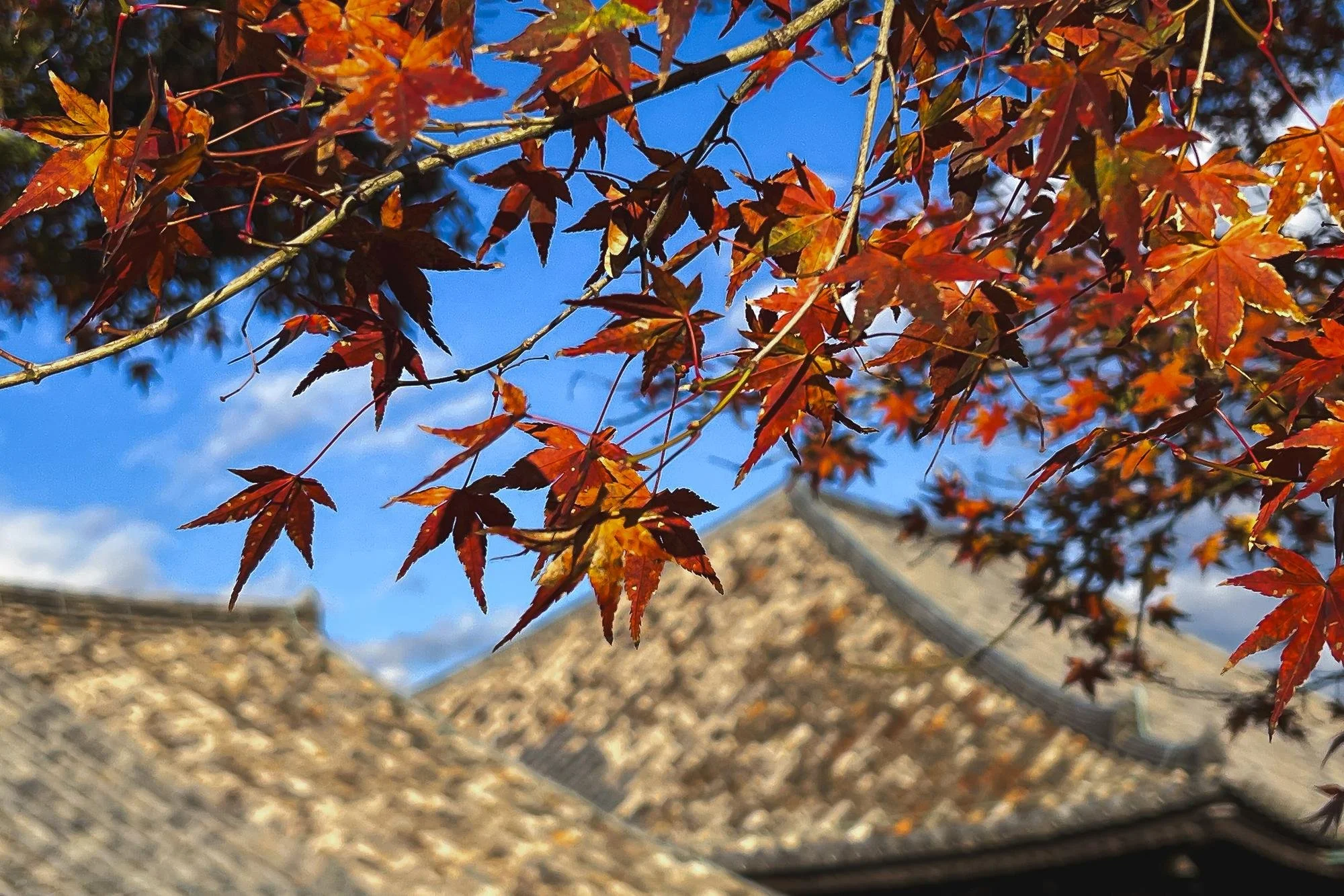 Close-up of red and orange maple leaves on a tree branch with a traditional tiled roof and blue sky in the background.