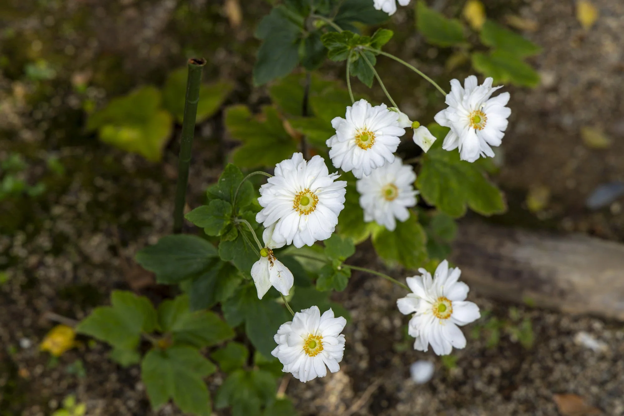 White flowers with yellow centers growing among green leaves in soil.