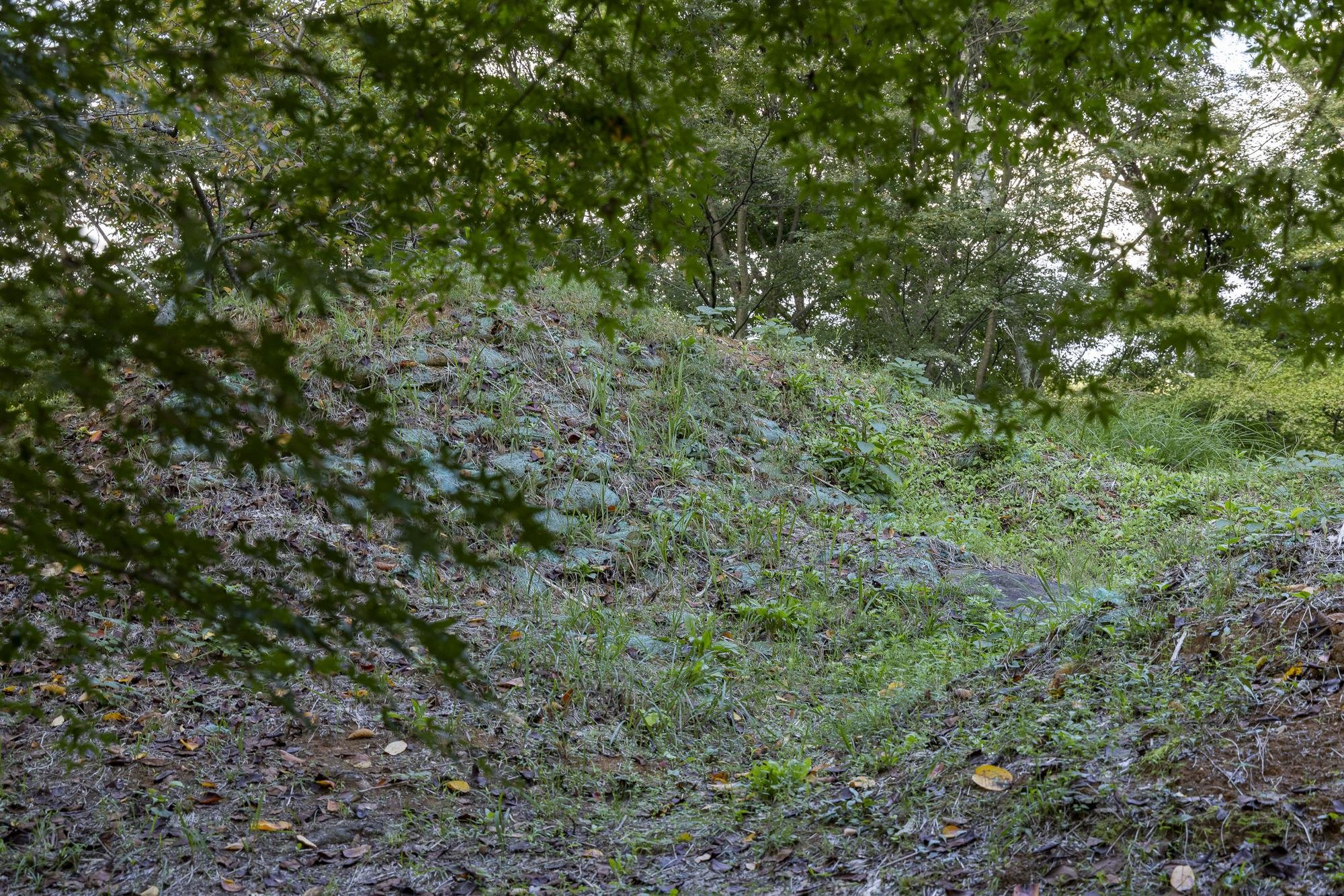 A hillside with grass and small plants, trees in the background, and leafy branches framing the top of the scene.