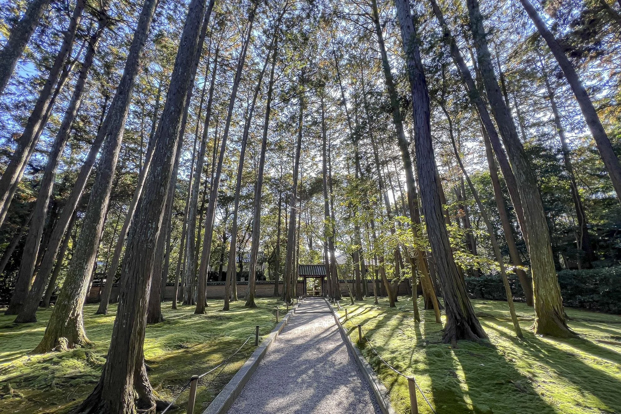 A forest with tall trees and a pathway leading to a small shrine or gate. Sunlight filters through the leaves, casting shadows on the mossy ground.