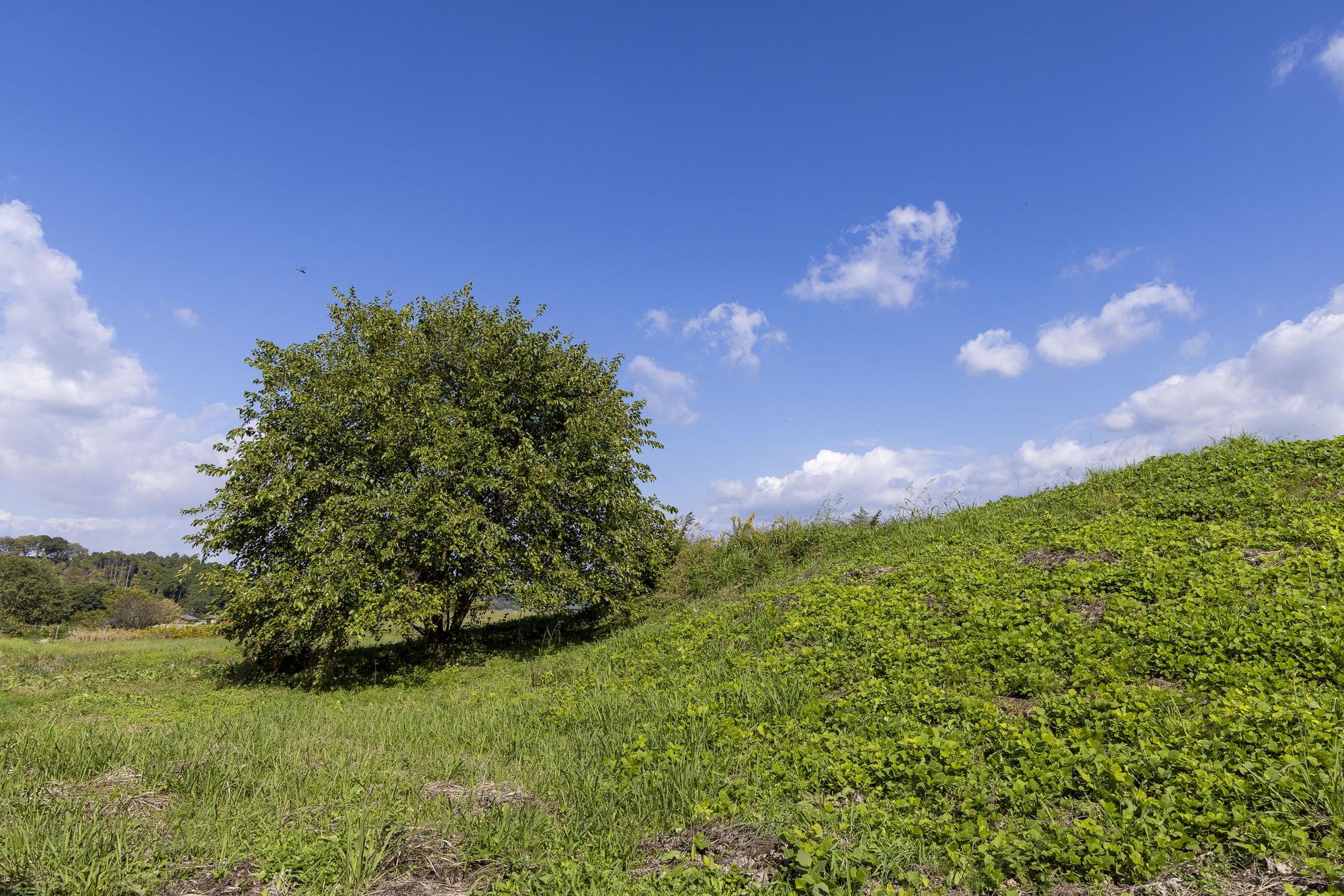 A landscape with a single tree on a grassy hillside under a bright blue sky with scattered white clouds.