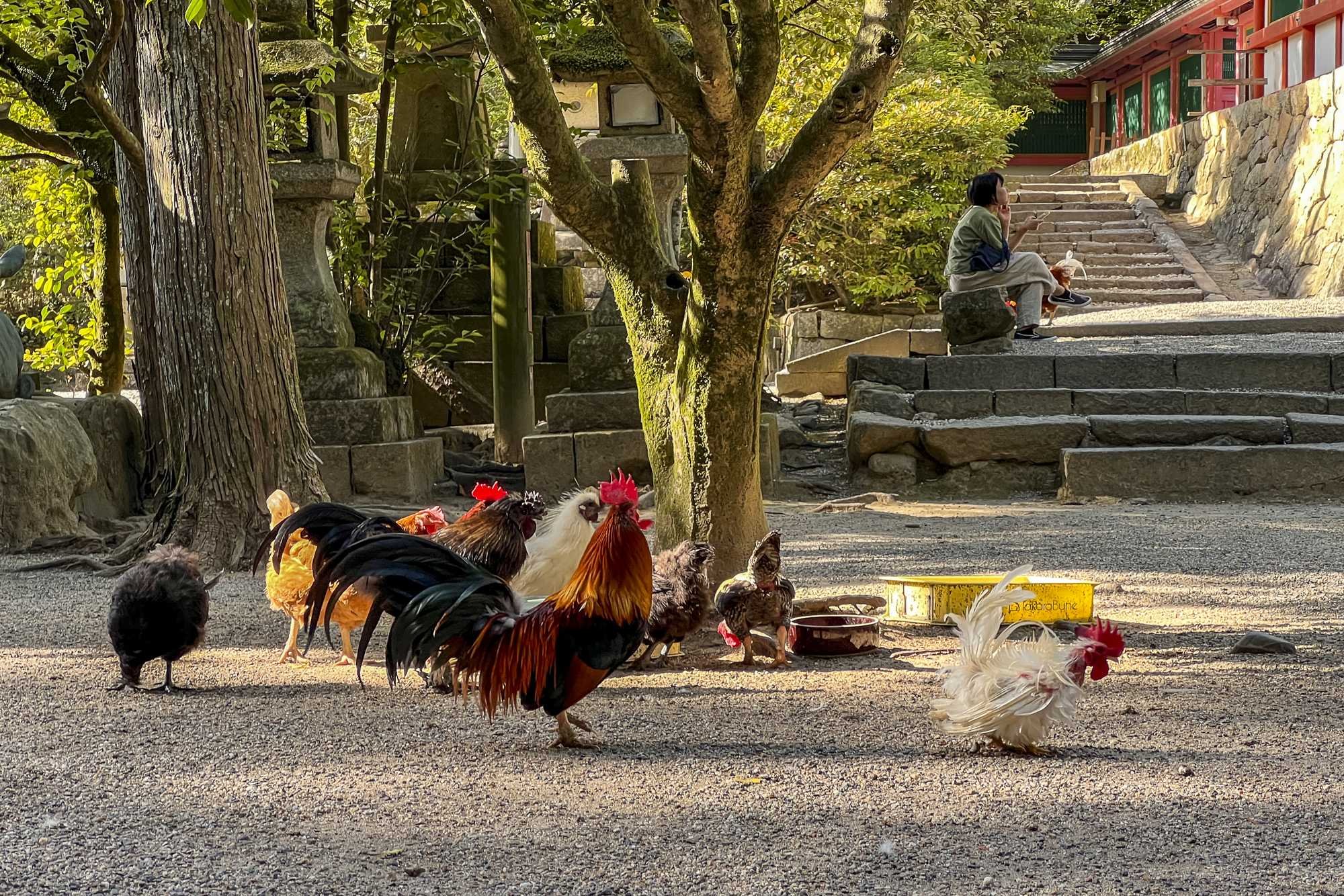 Isonokami-jingu-Shrine_006.jpg