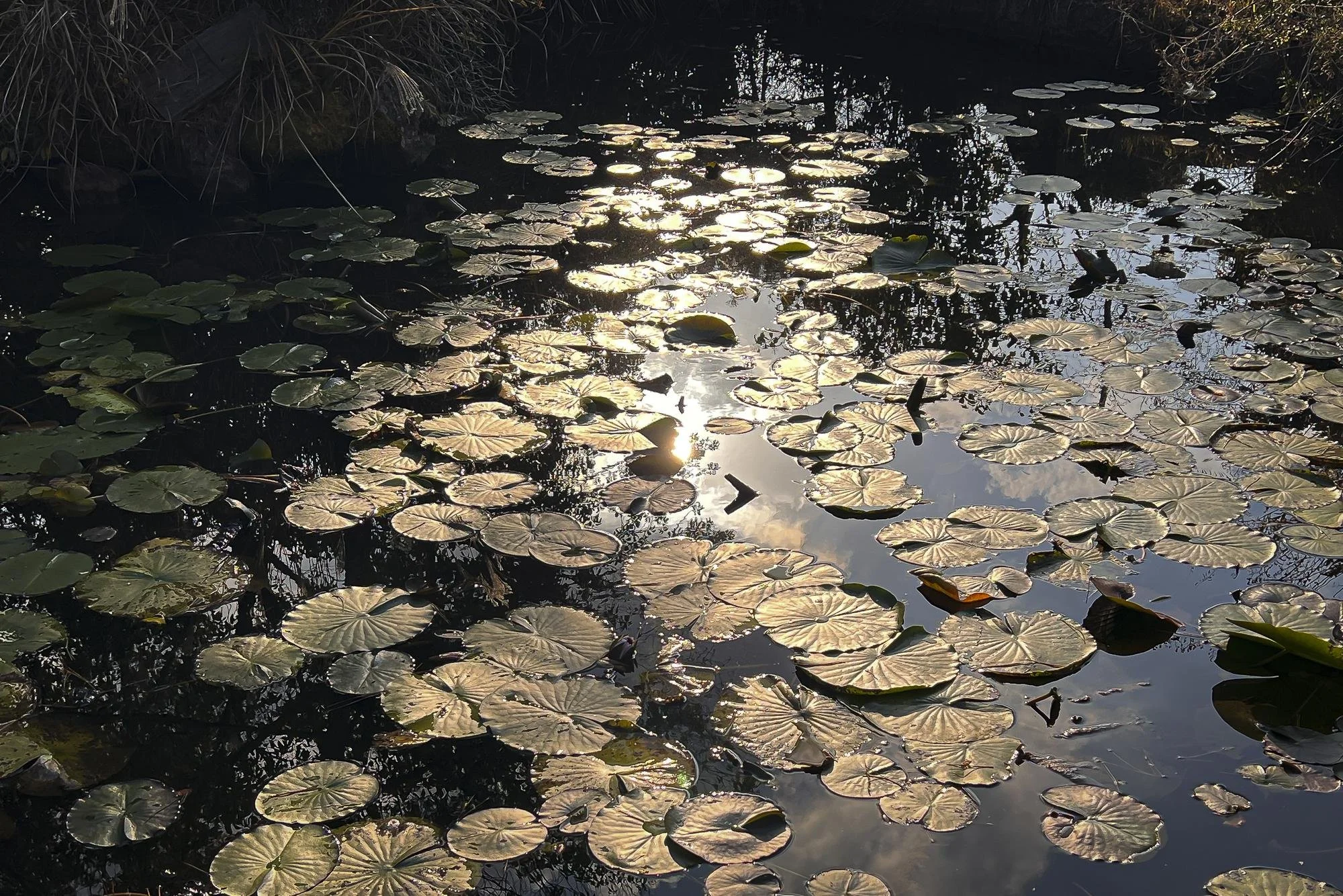 A pond with floating lily pads reflecting sunlight and the sky, with trees bordering the water.