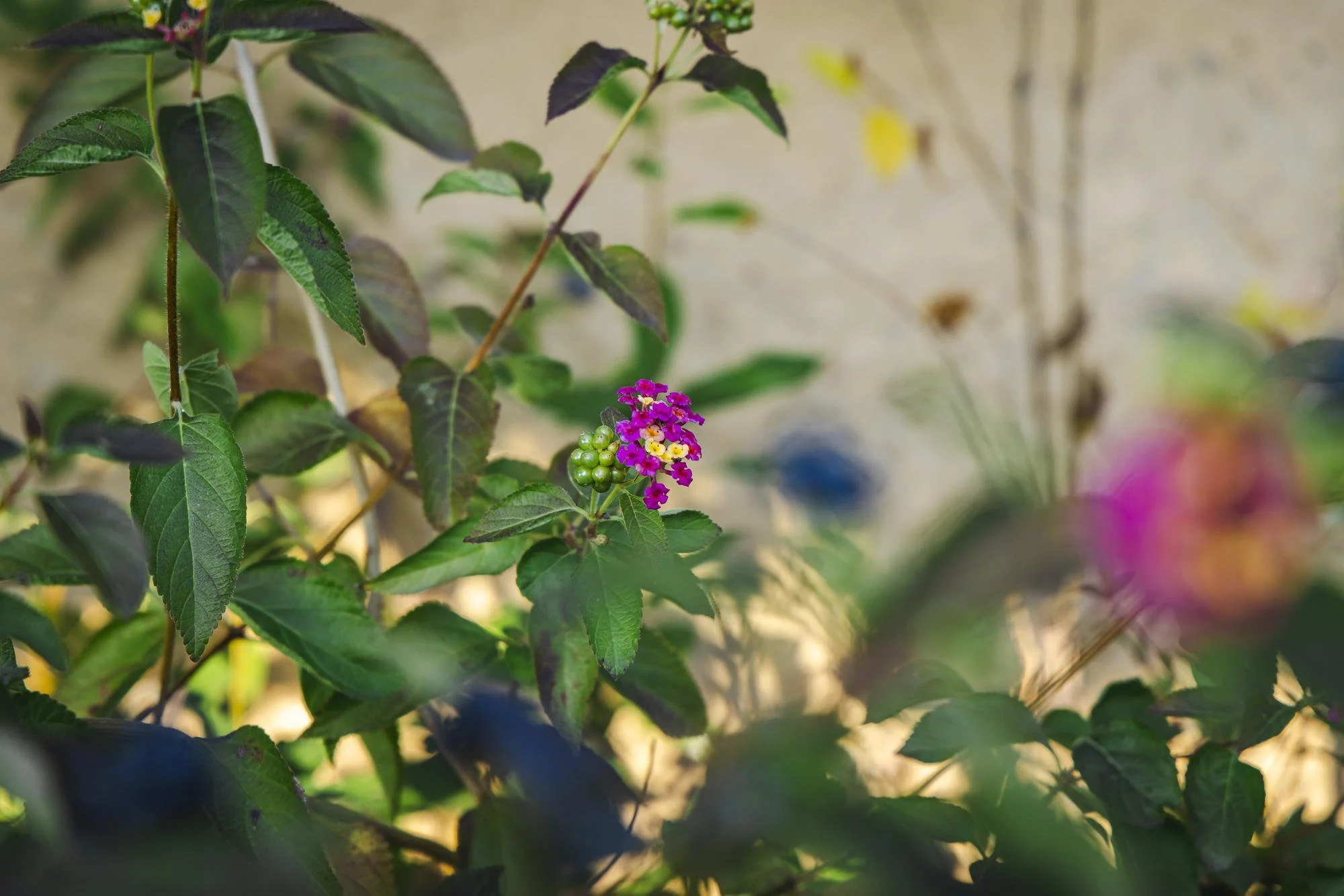 A cluster of pink and yellow small flowers on a green leafy plant with some dark purple leaves.